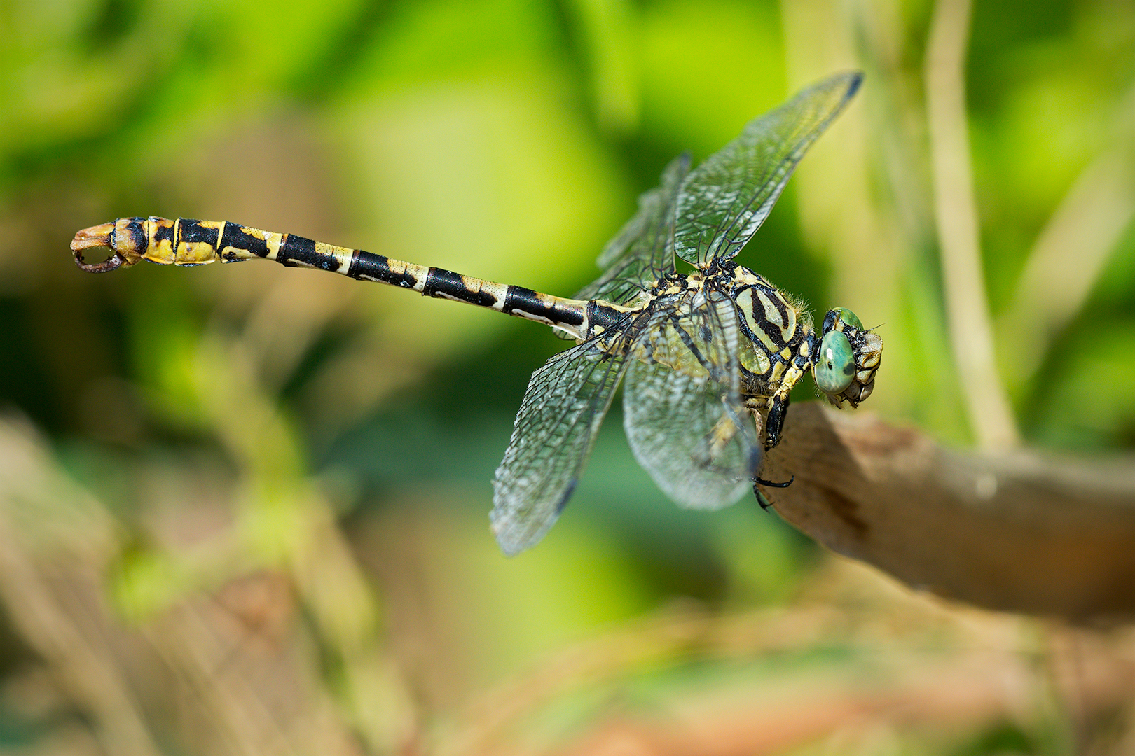 Dragonfly (Onychogomphus forcipatus - male)