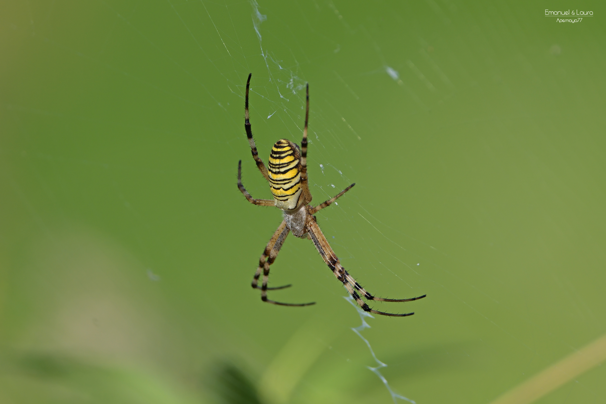 Argiope bruennichi_Ragno vespa femmina