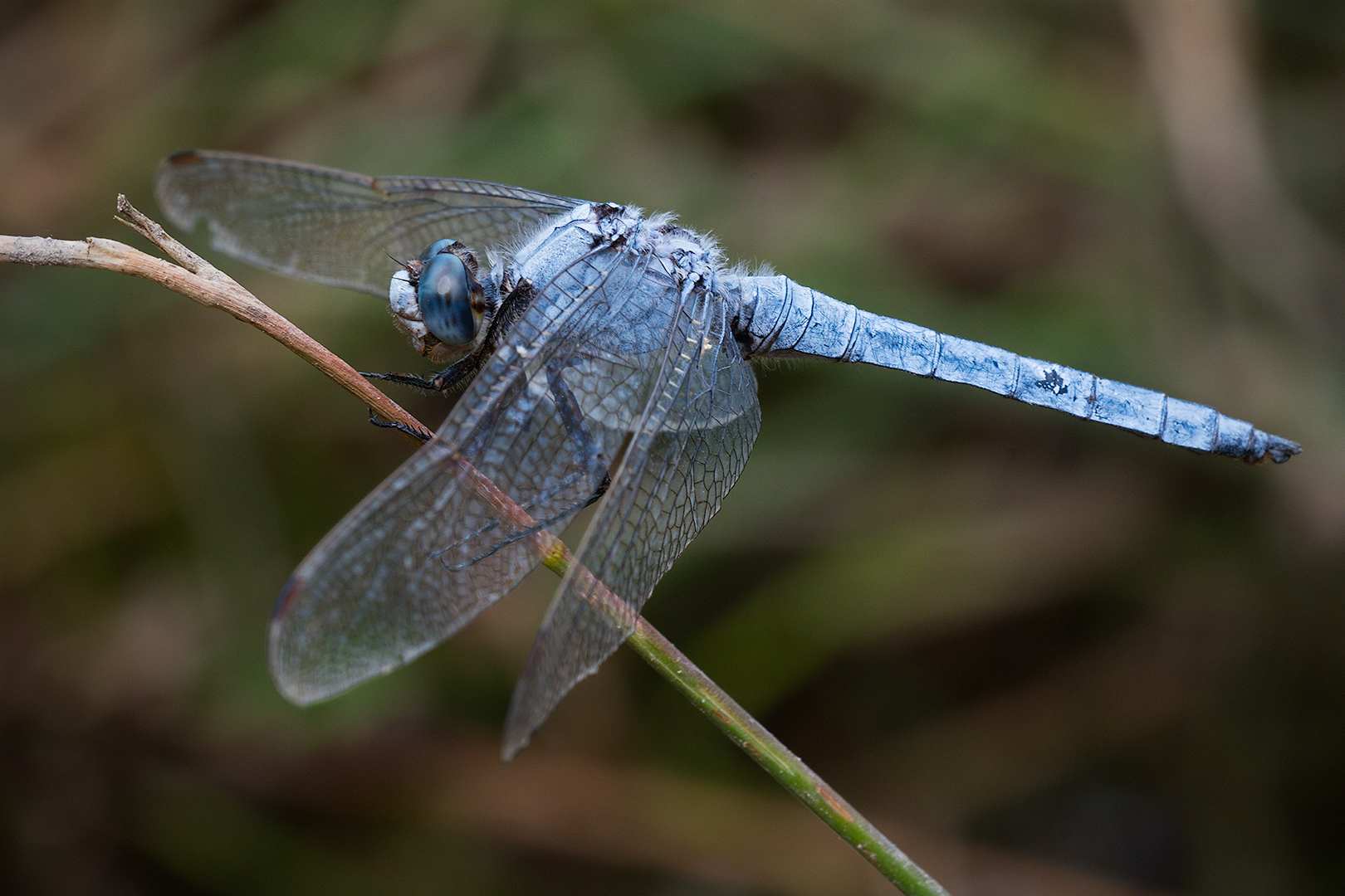 Dragonfly (Orthetrum brunneum - male)