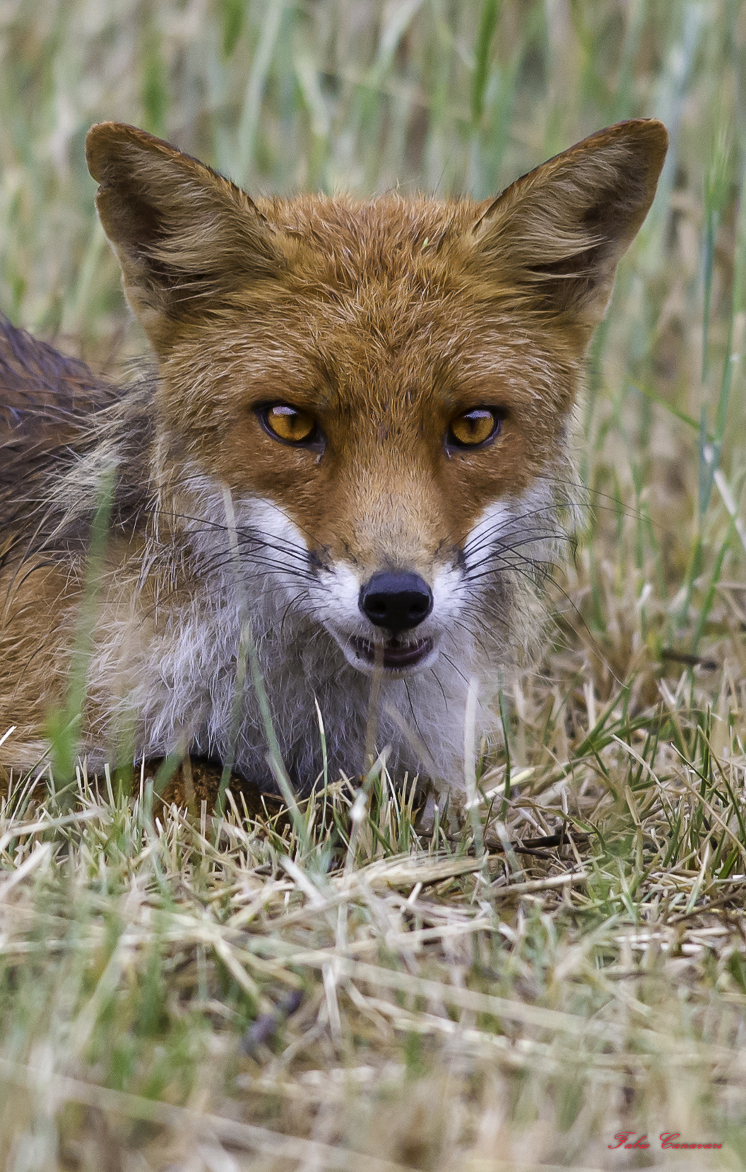 Red Fox
