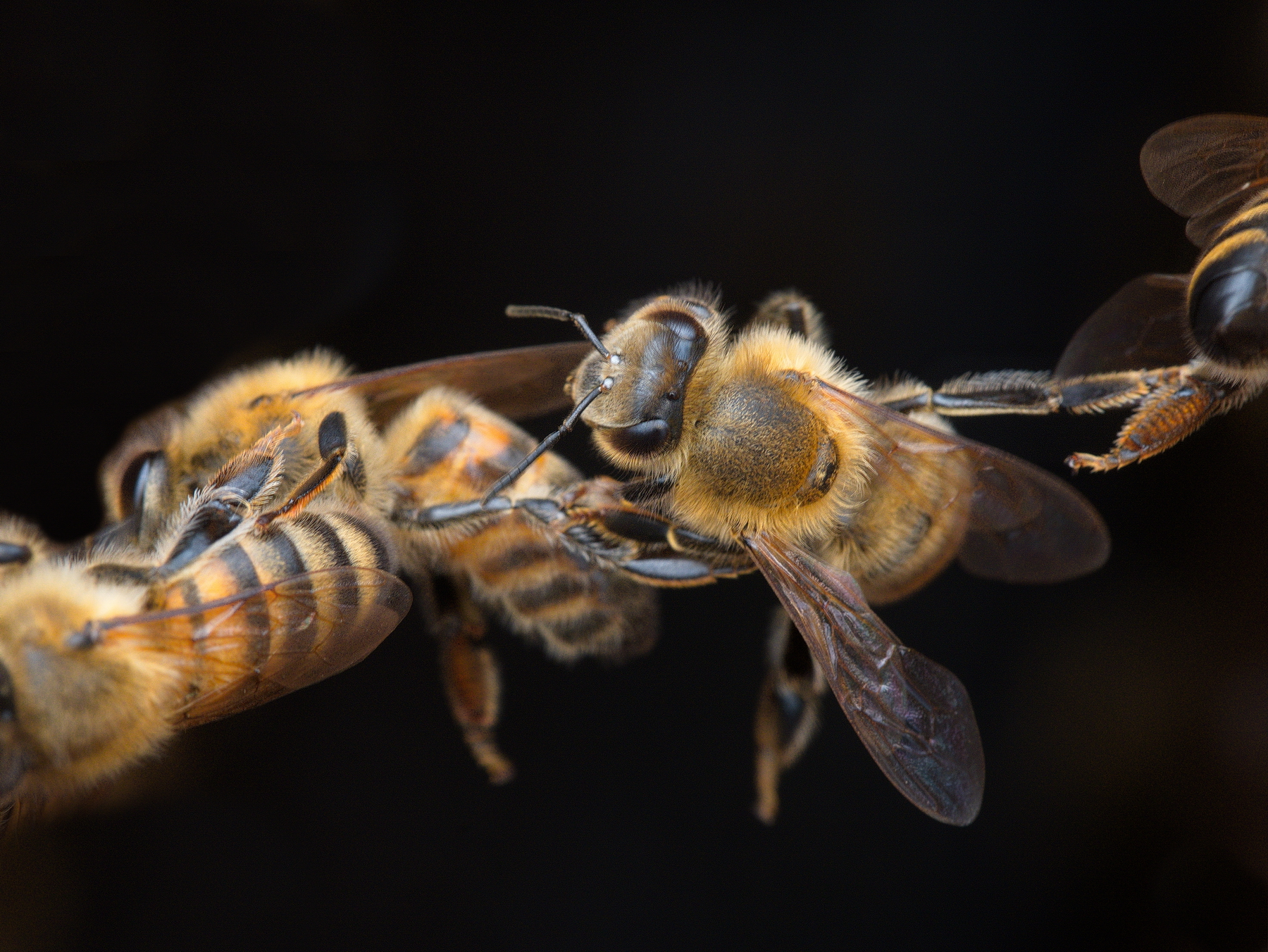 Let's give each other the paw