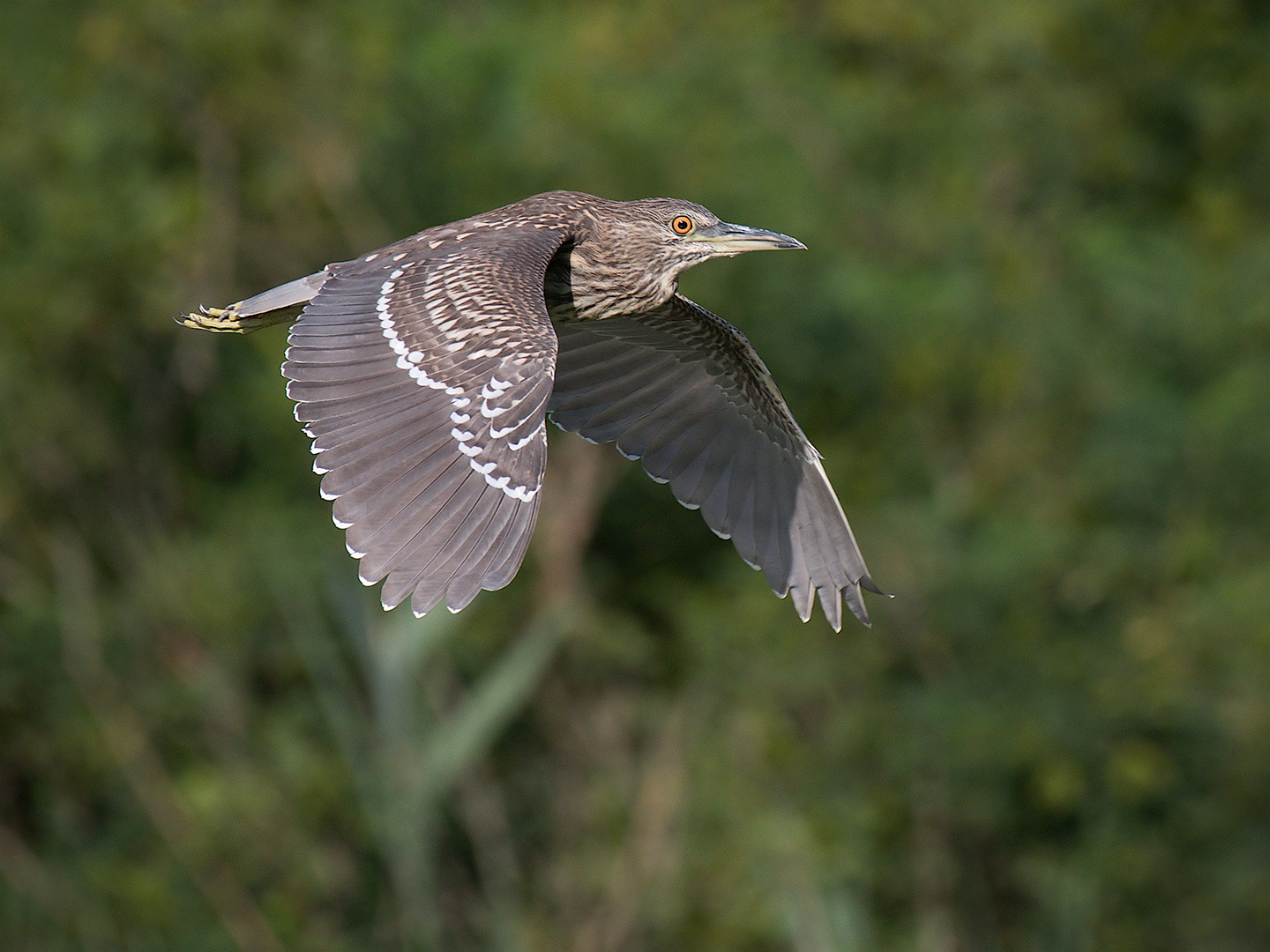 Giovane nitticora in volo