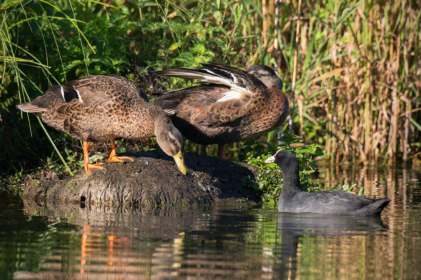 Sfida all'ultimo sguardo