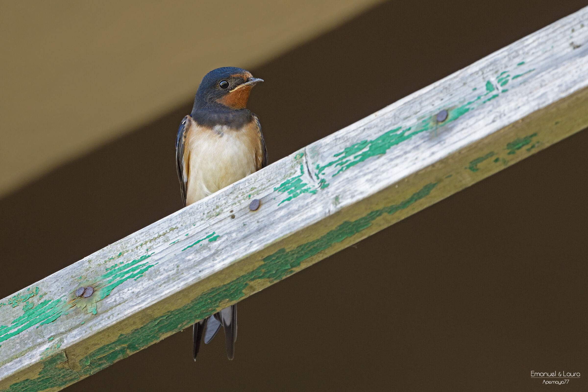Swallow
