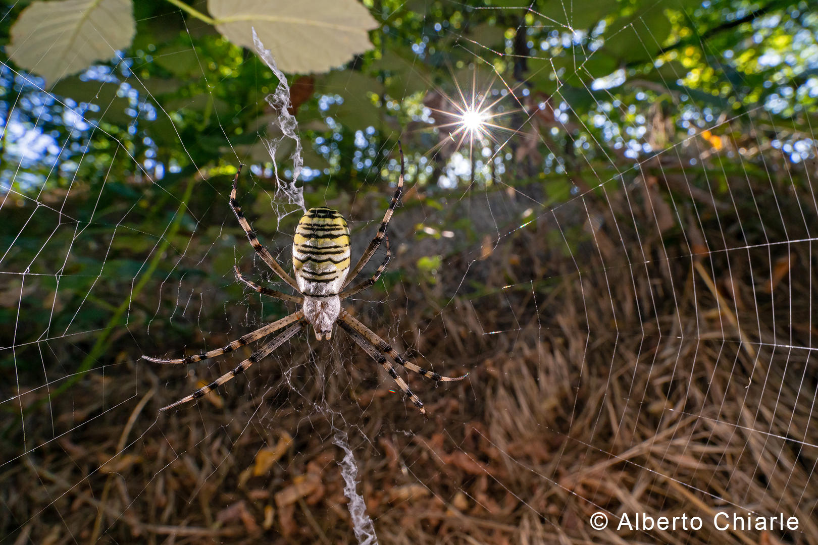 Argiope Caterpillars