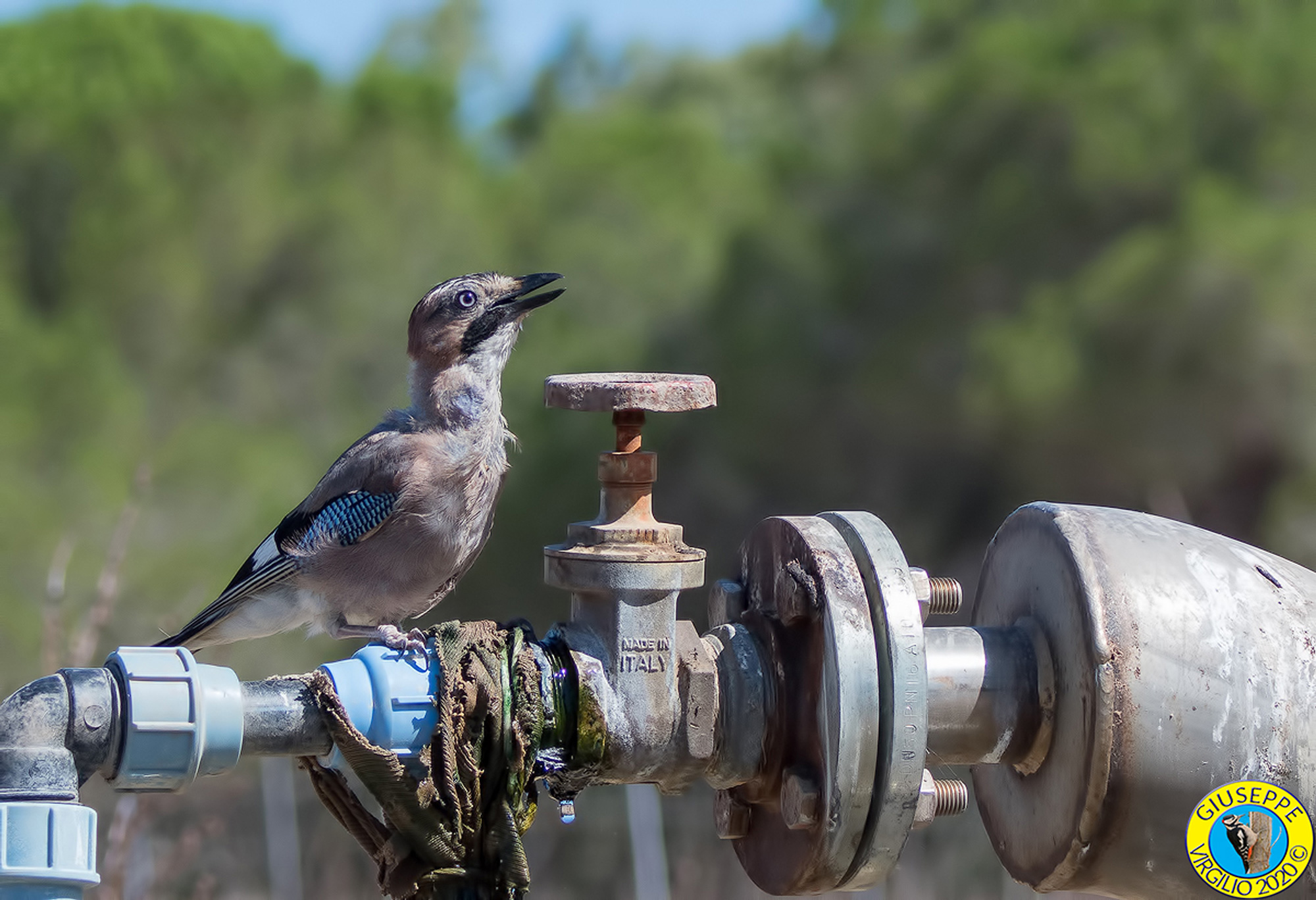 Ghiandaia Garrulus glandarius (Sardegna 2020)