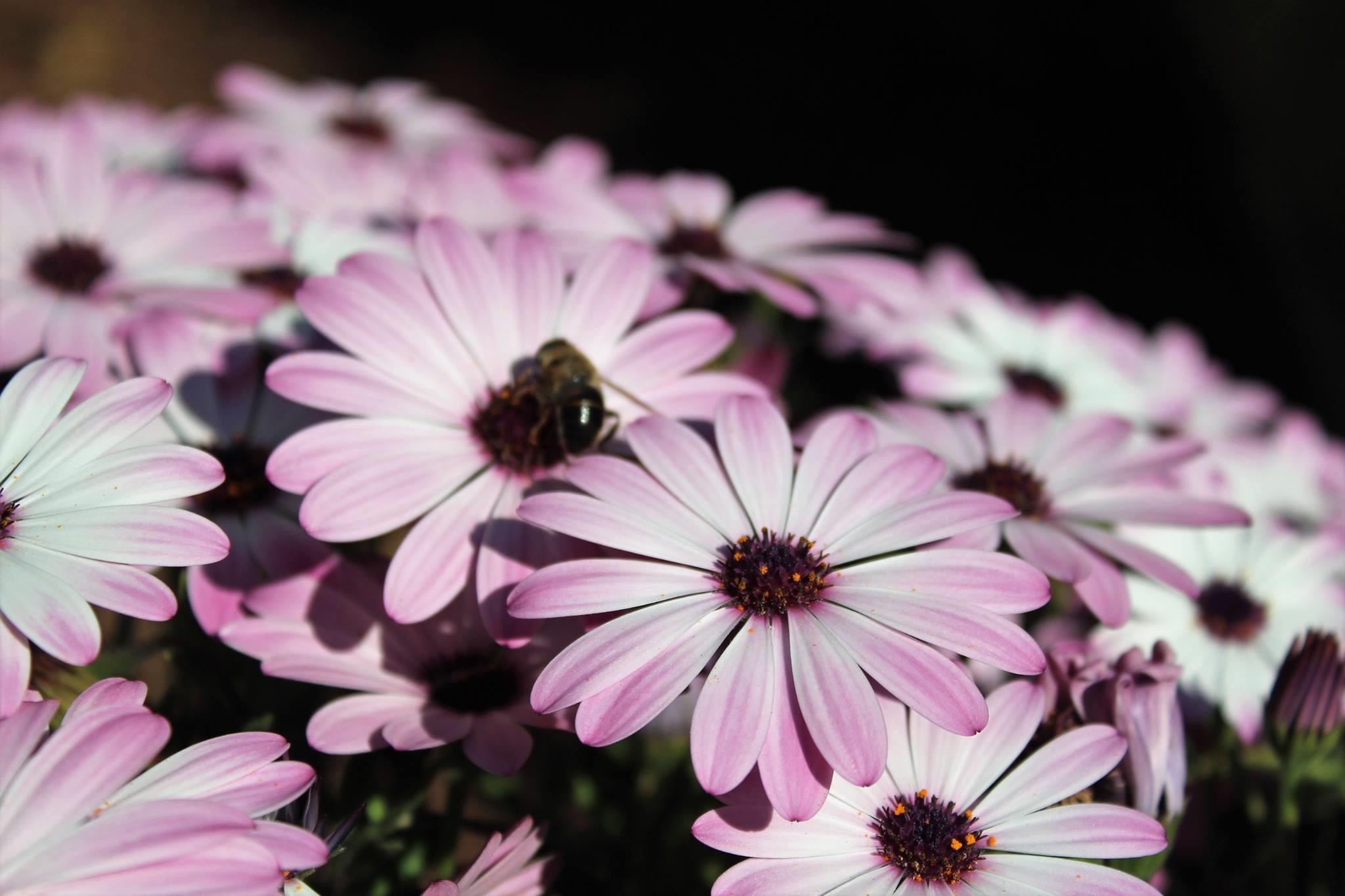 Ape on Osteosperumum Ecklonis