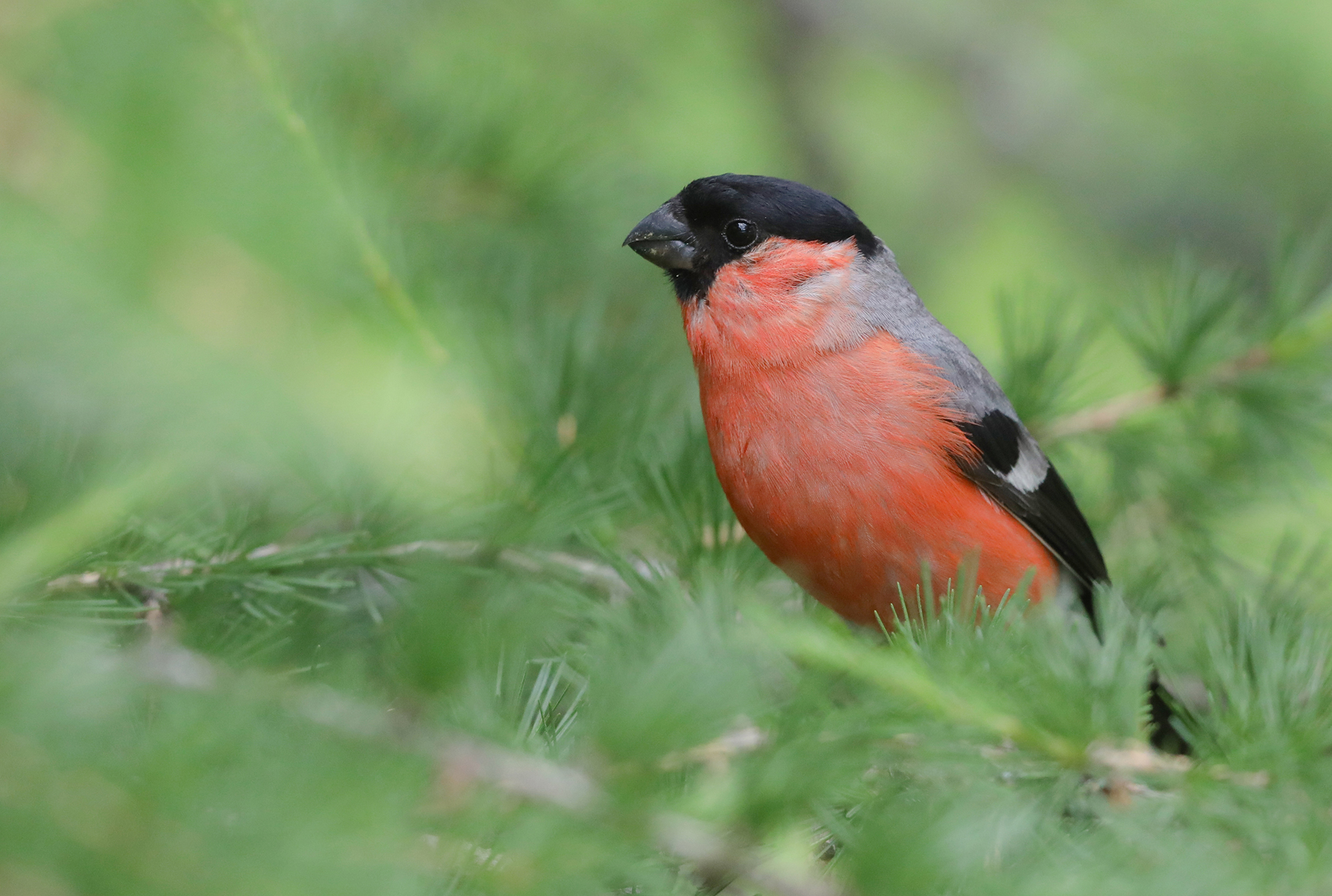 Assolutamente naturale, ciuffolotto maschio