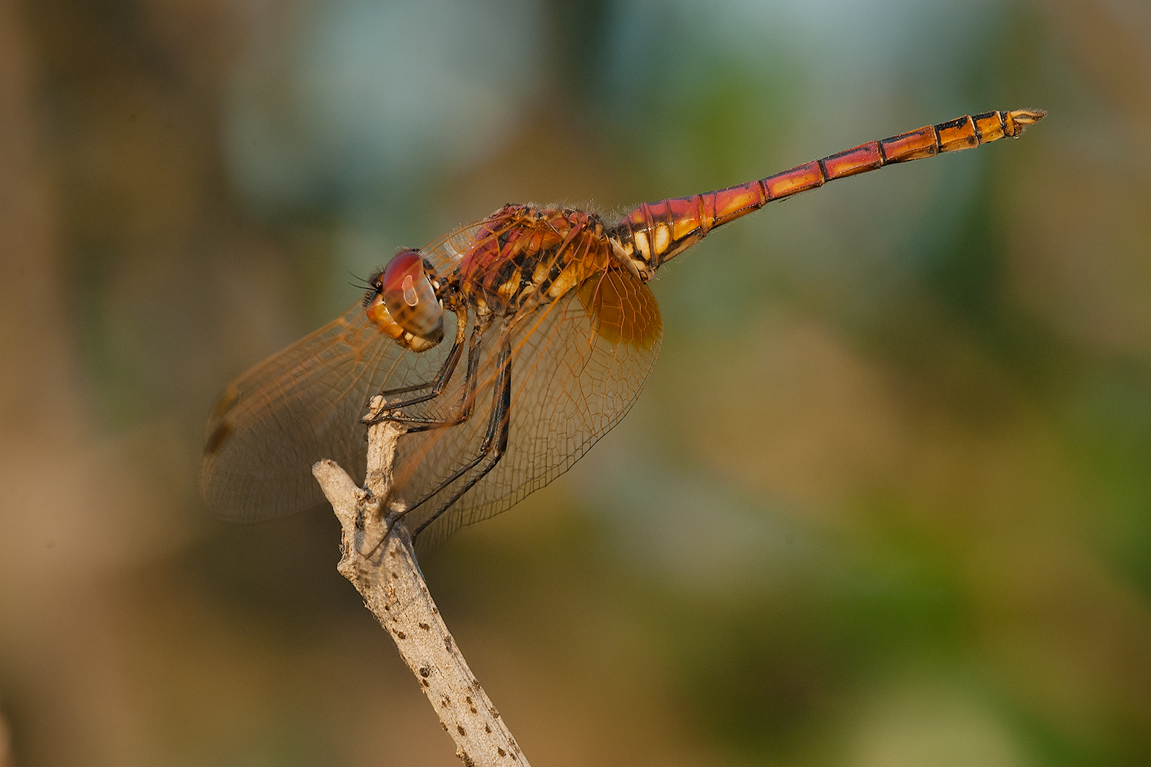 Male Trithemis