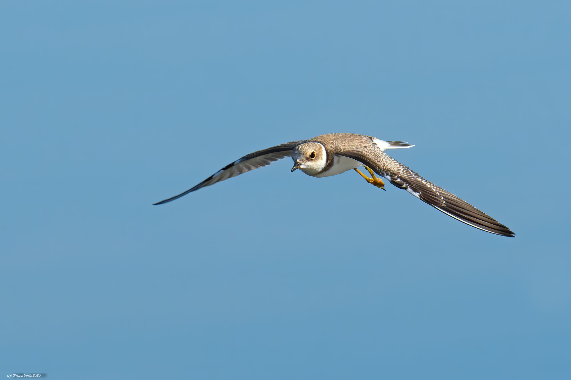 The Flight of the Small Courier