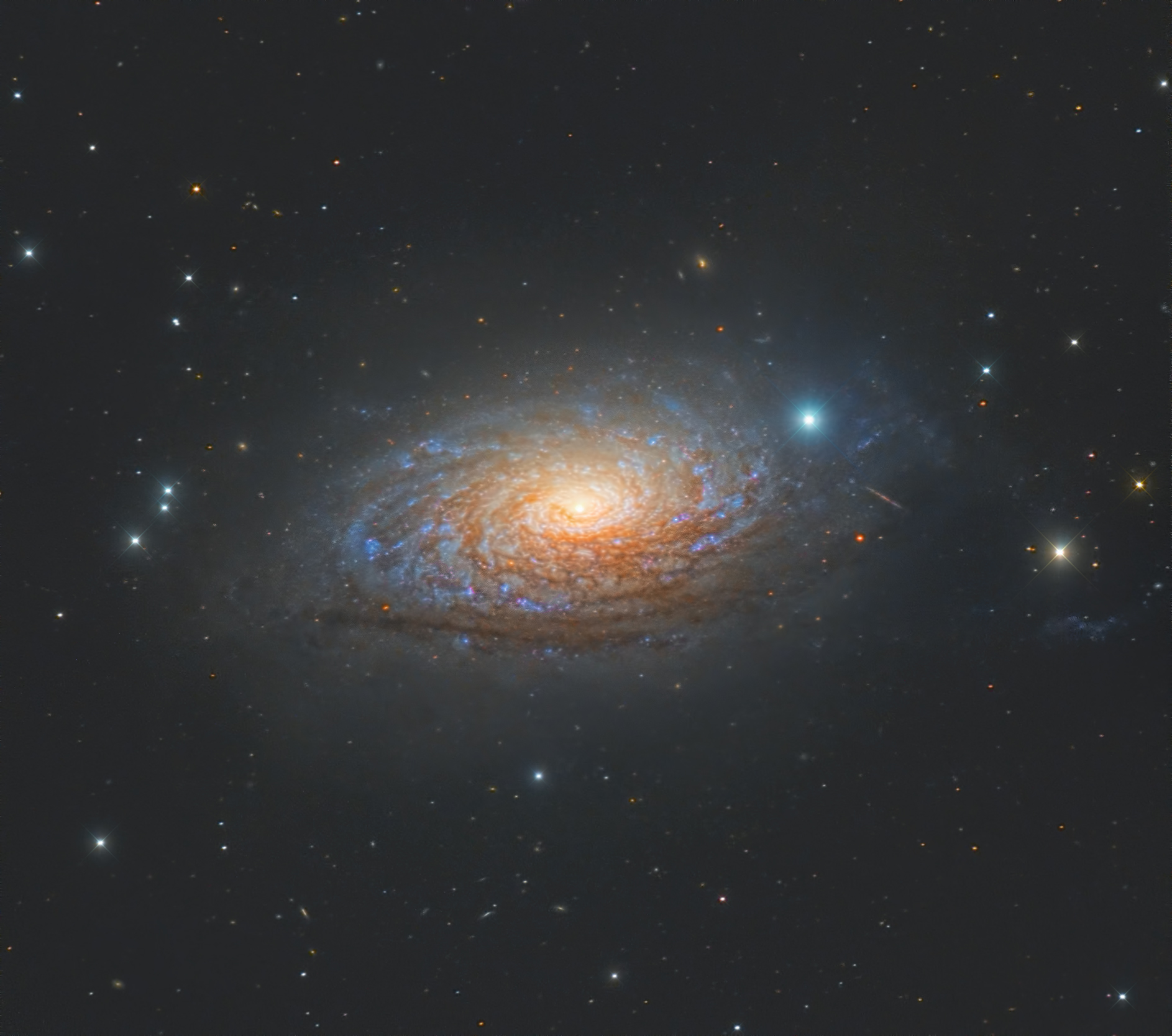 m63 - Sunflower