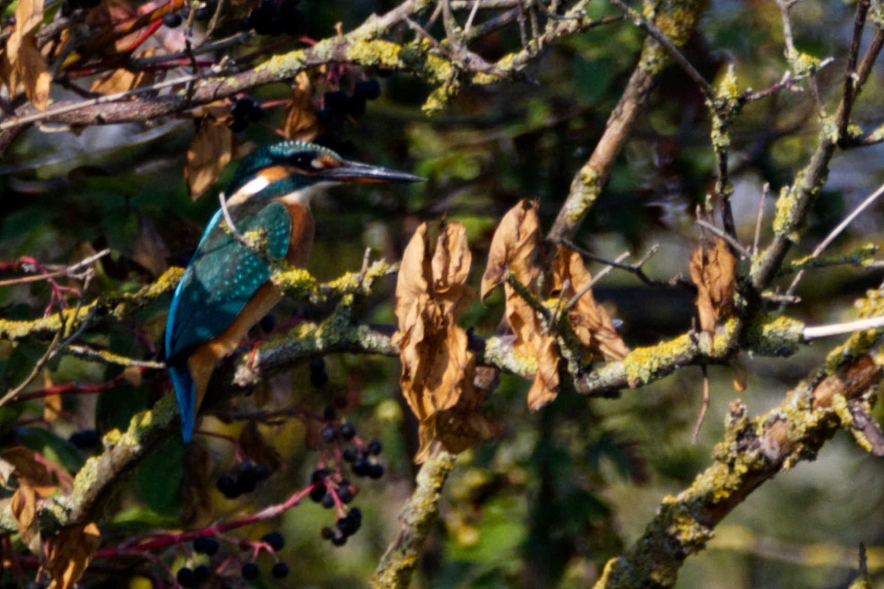 Kingfisher