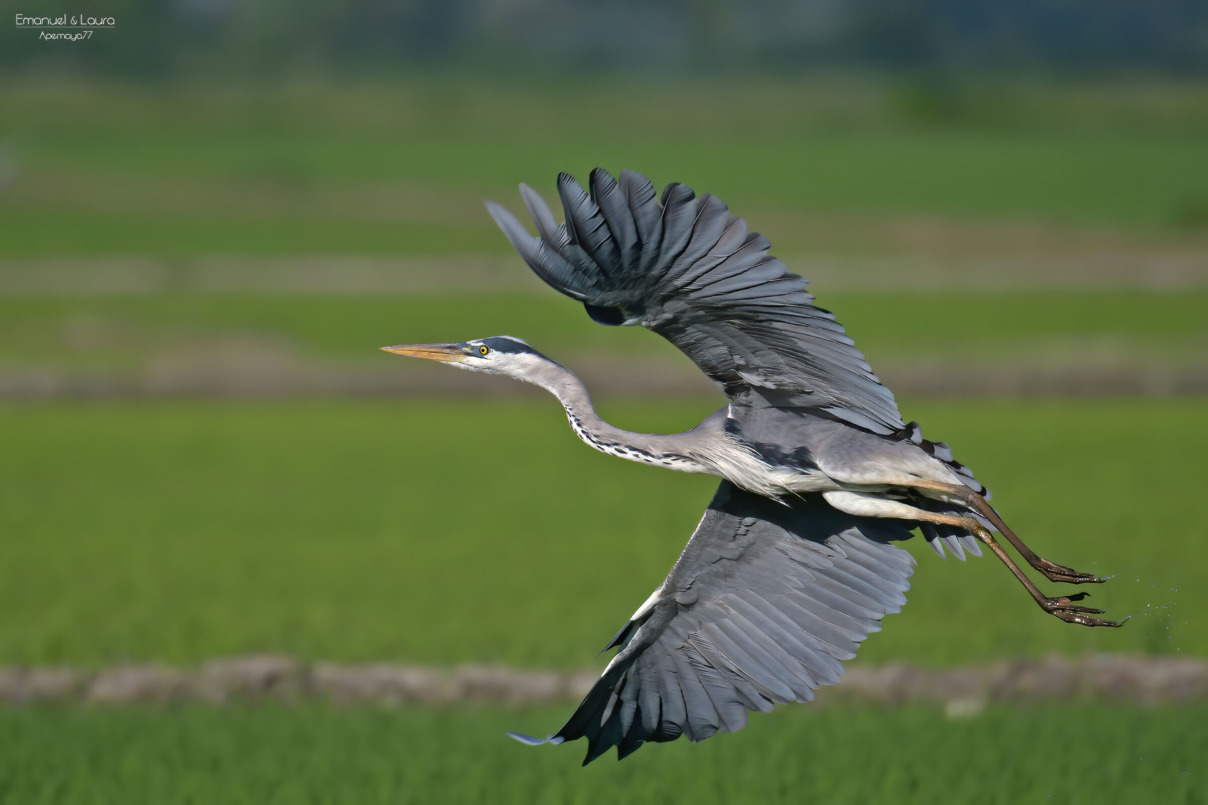 Ash heron