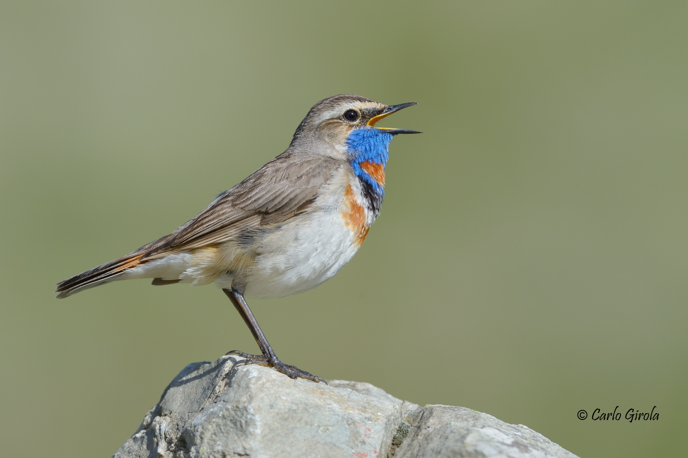 Pettazzurro (Luscinia Svecica)