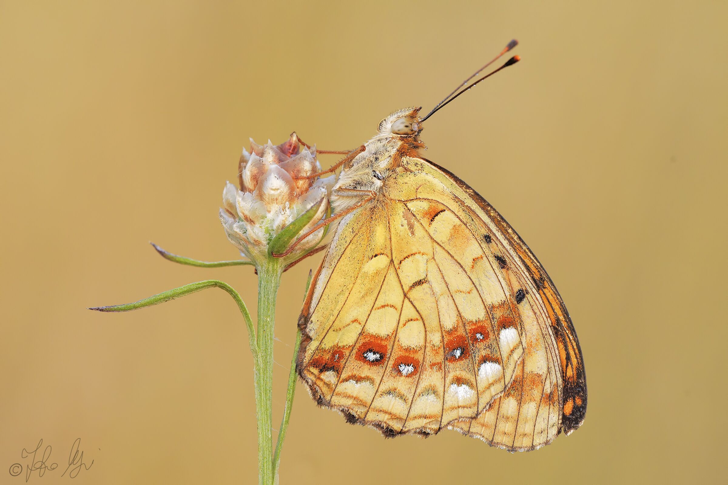 Argynnis adippe