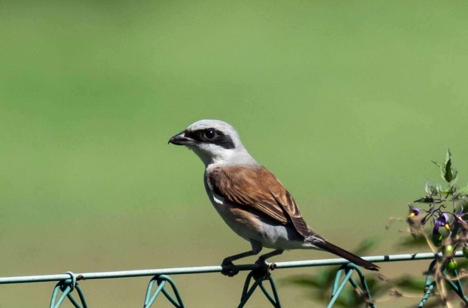 Having it small (Lanius collurium)