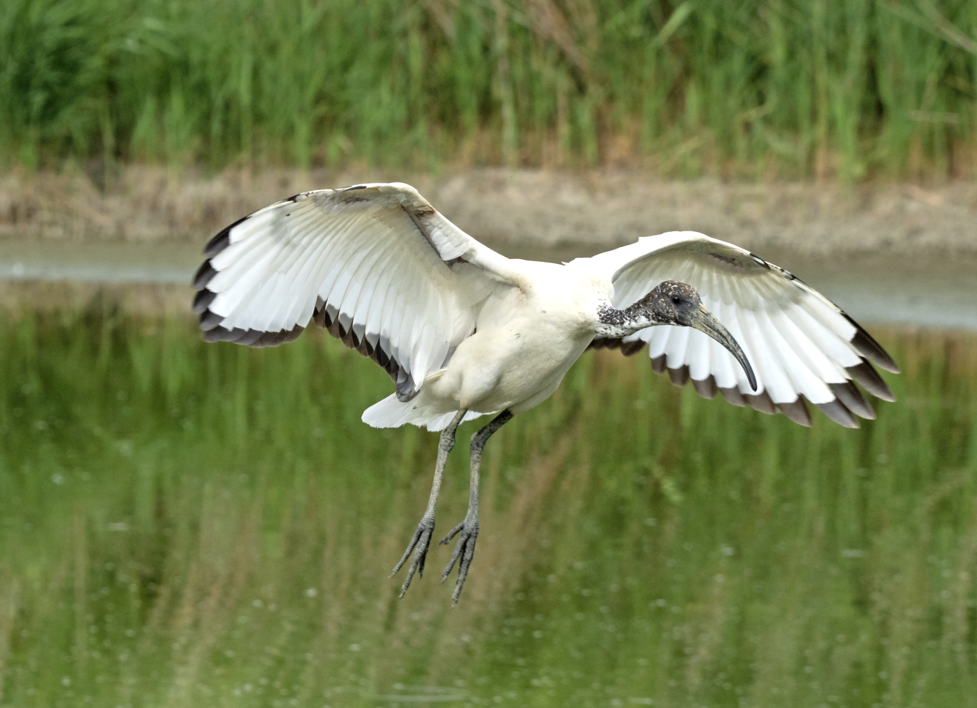 Sacred Ibis