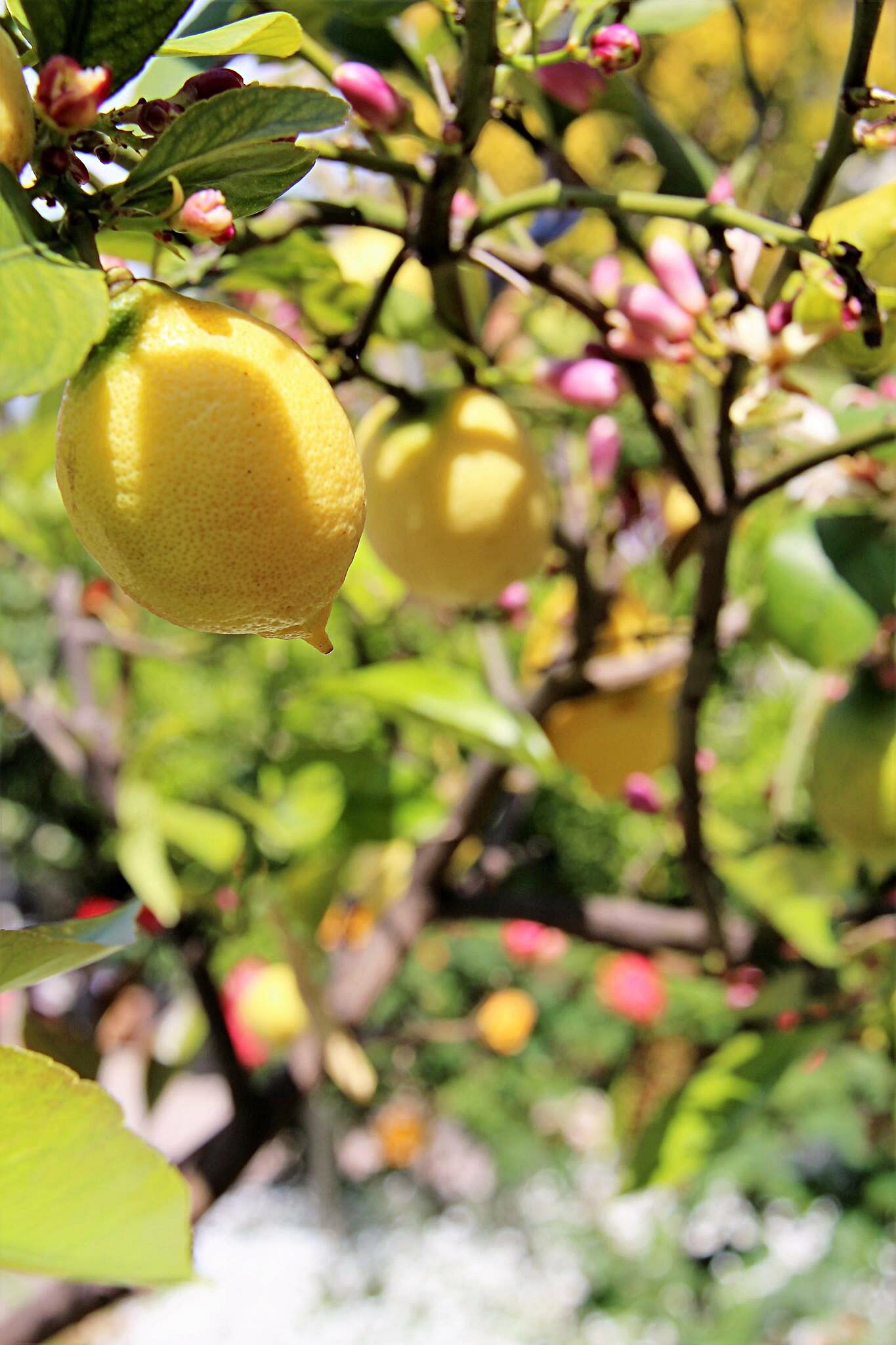 Colors and fragrances