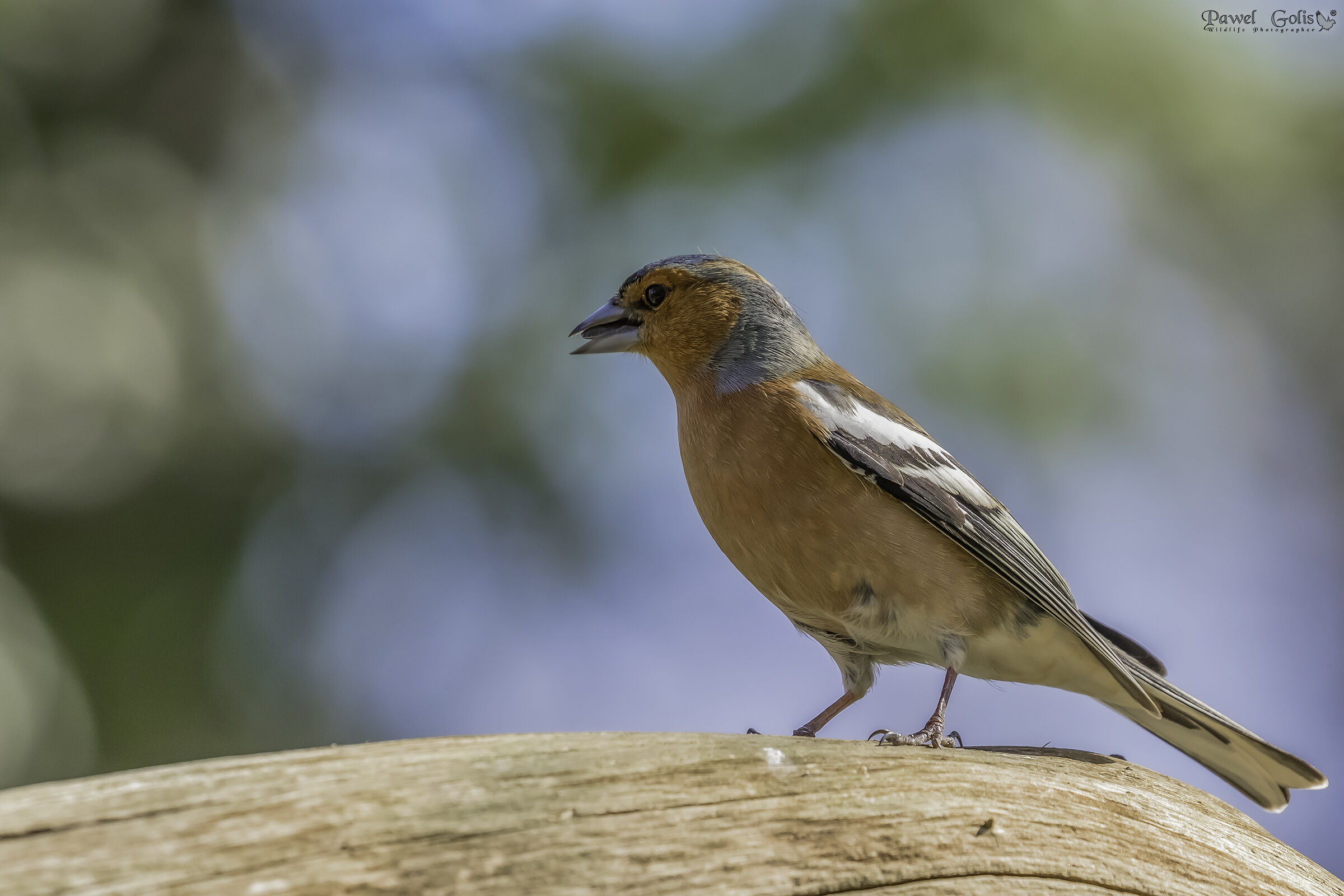 Chaffinch comune (Fringilla coelebs)
