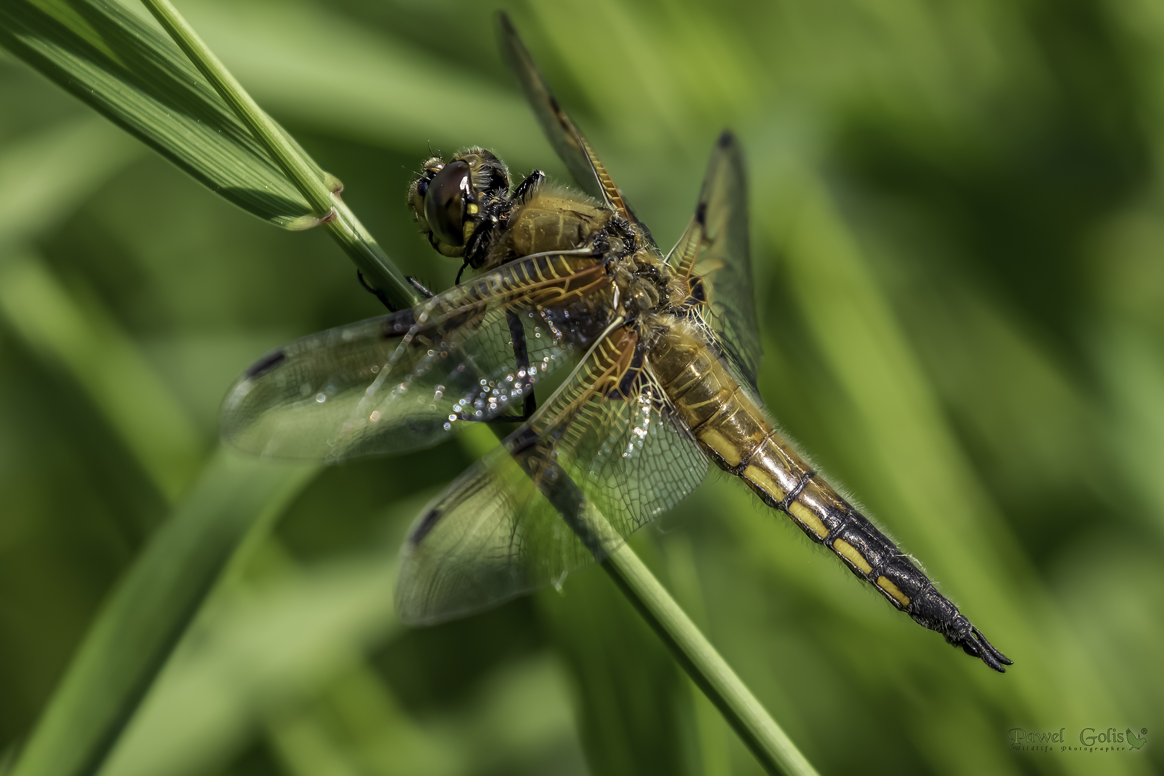 Inseguitore corposo (Libellula depressa)