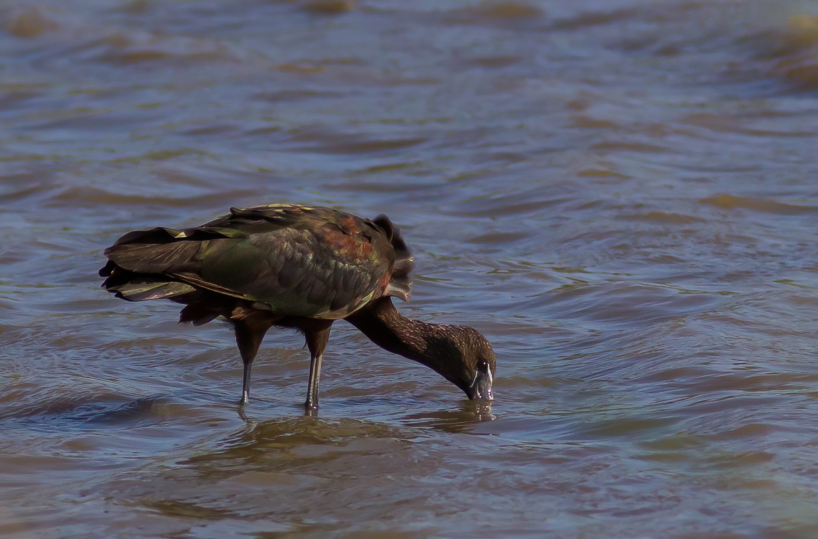 Mignattaio al pascolo