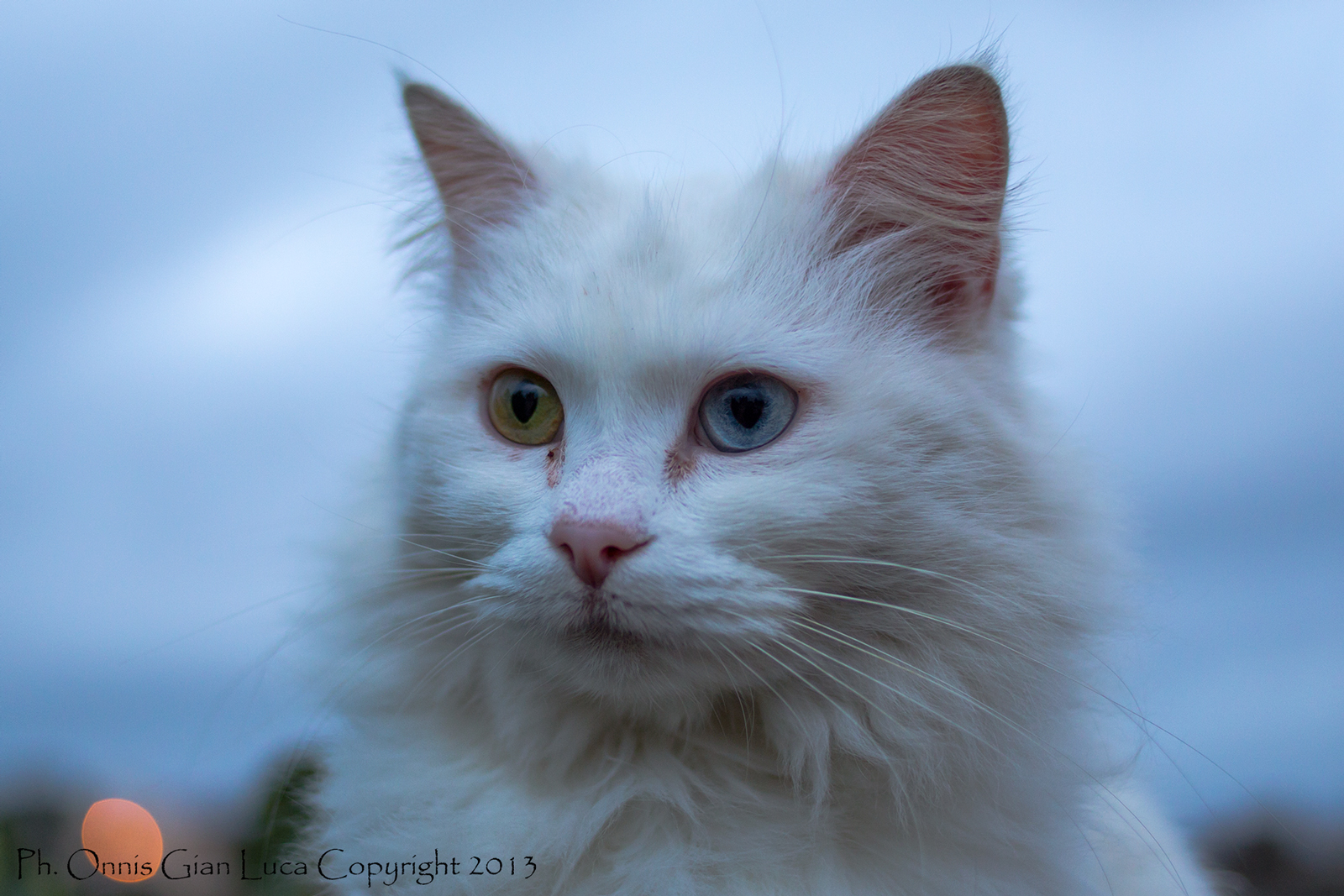 Cat with heterochromia