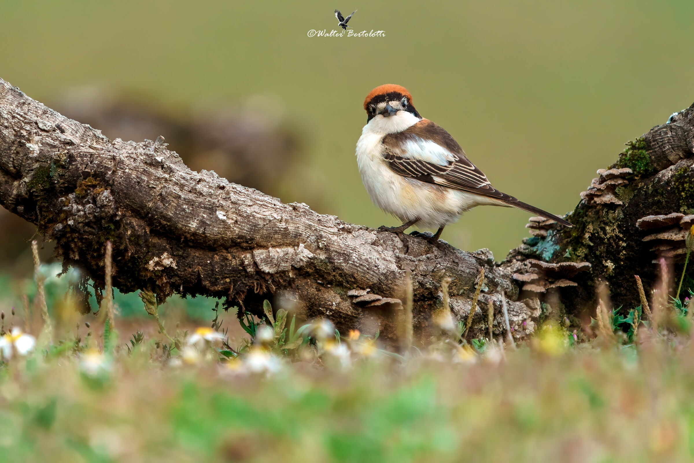 mi chiamano capirossa