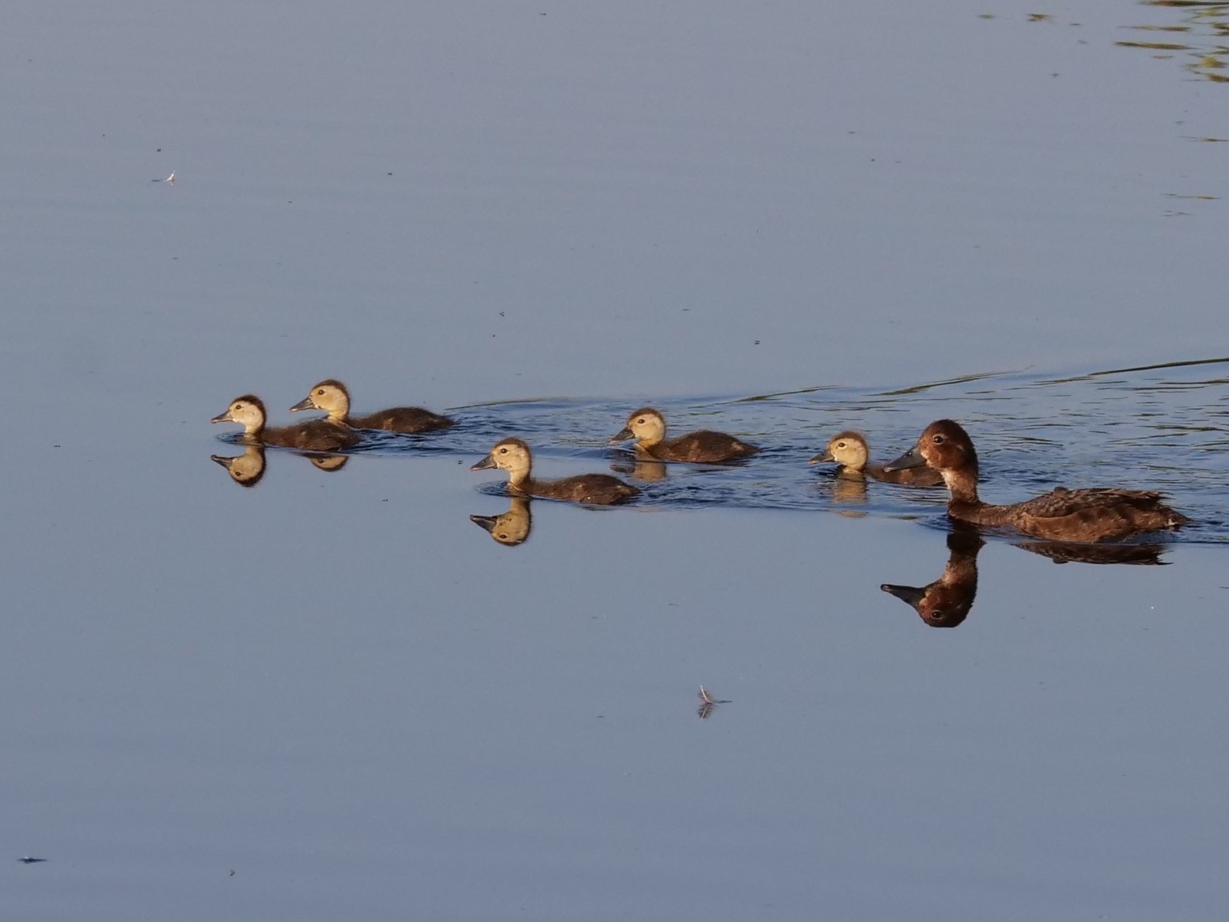 Moretta tobacco with pulli