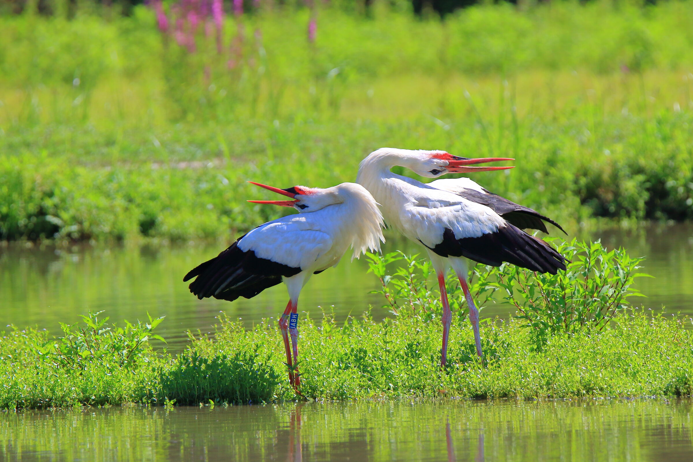 Il richiamo delle cicogne