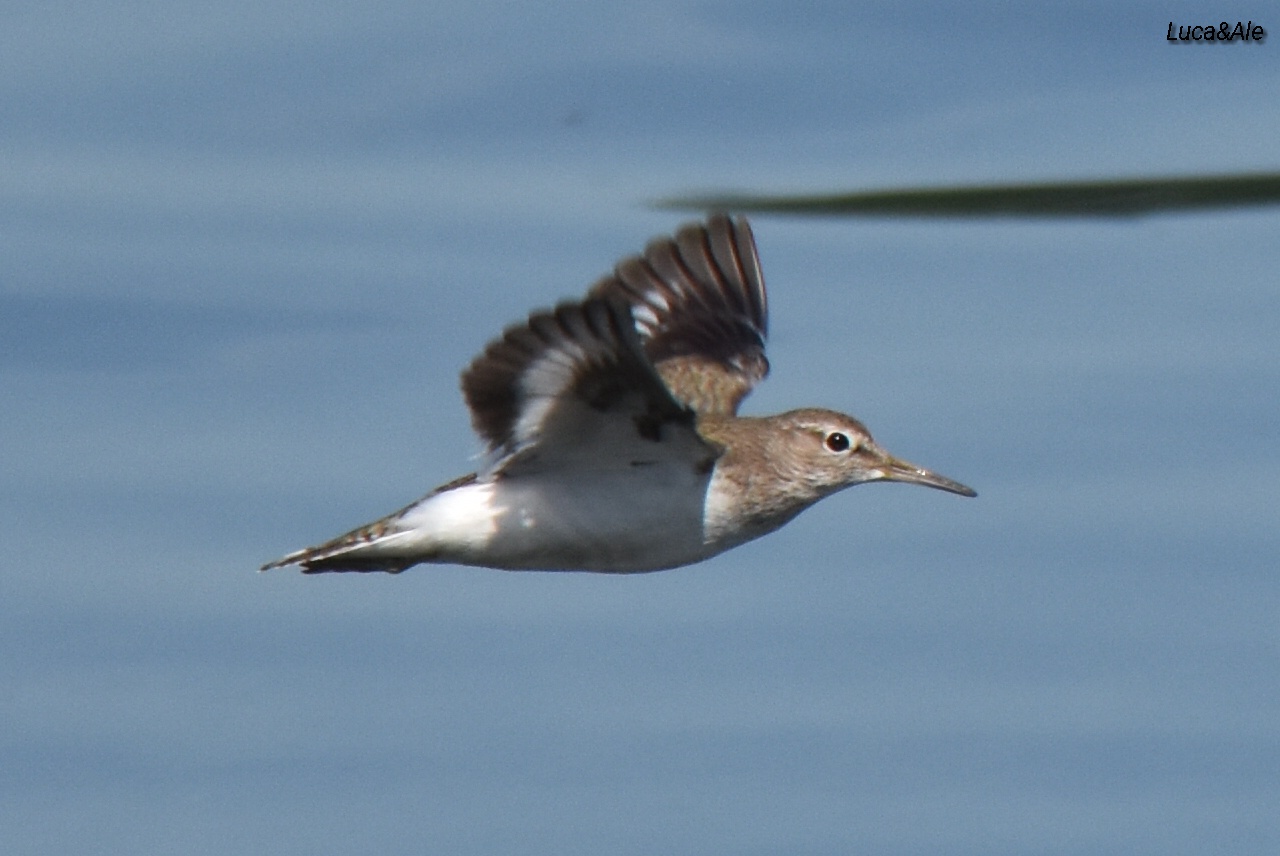 Il volo del piro piro piccolo