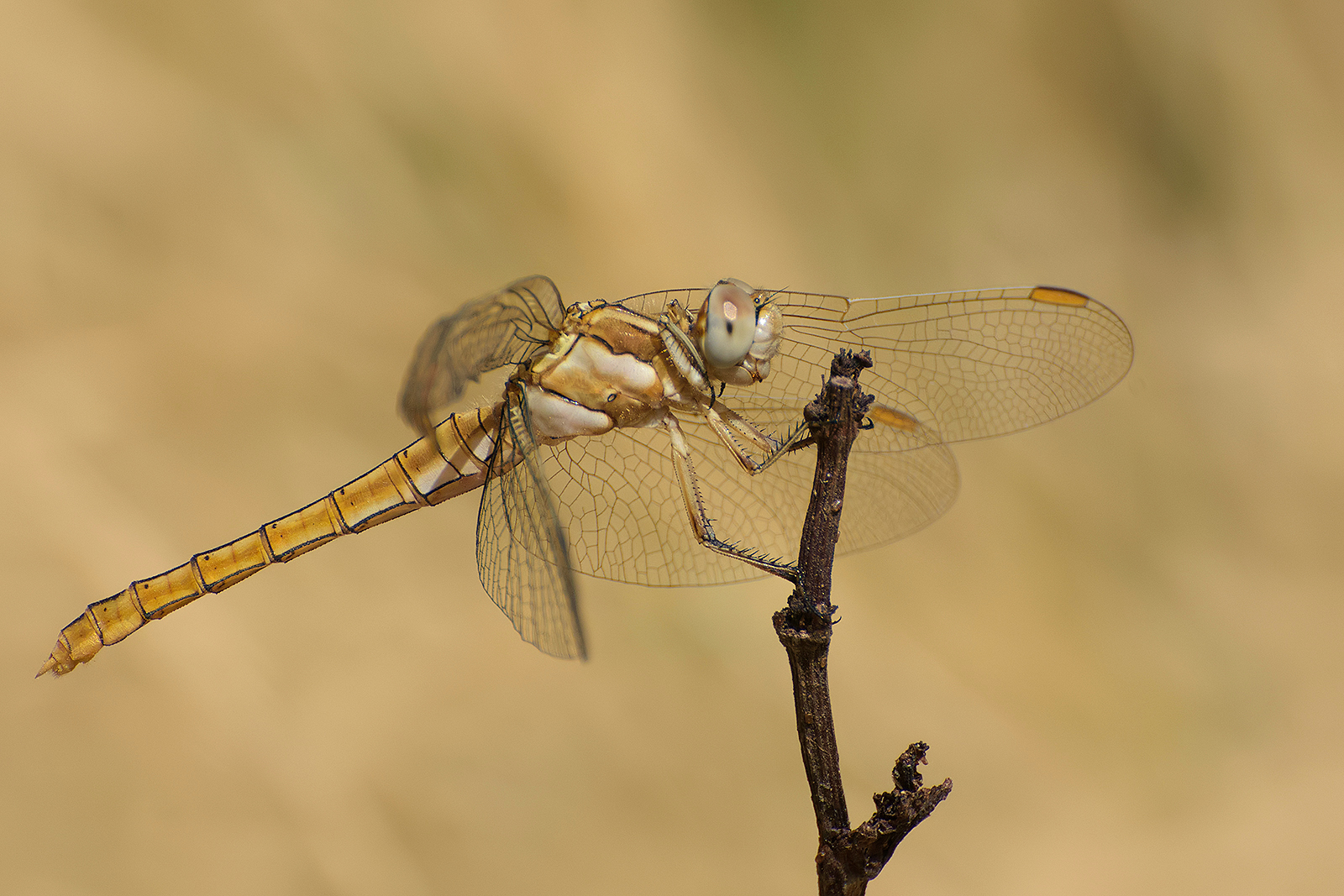 Dragonfly (Orthetrum brunneum female)