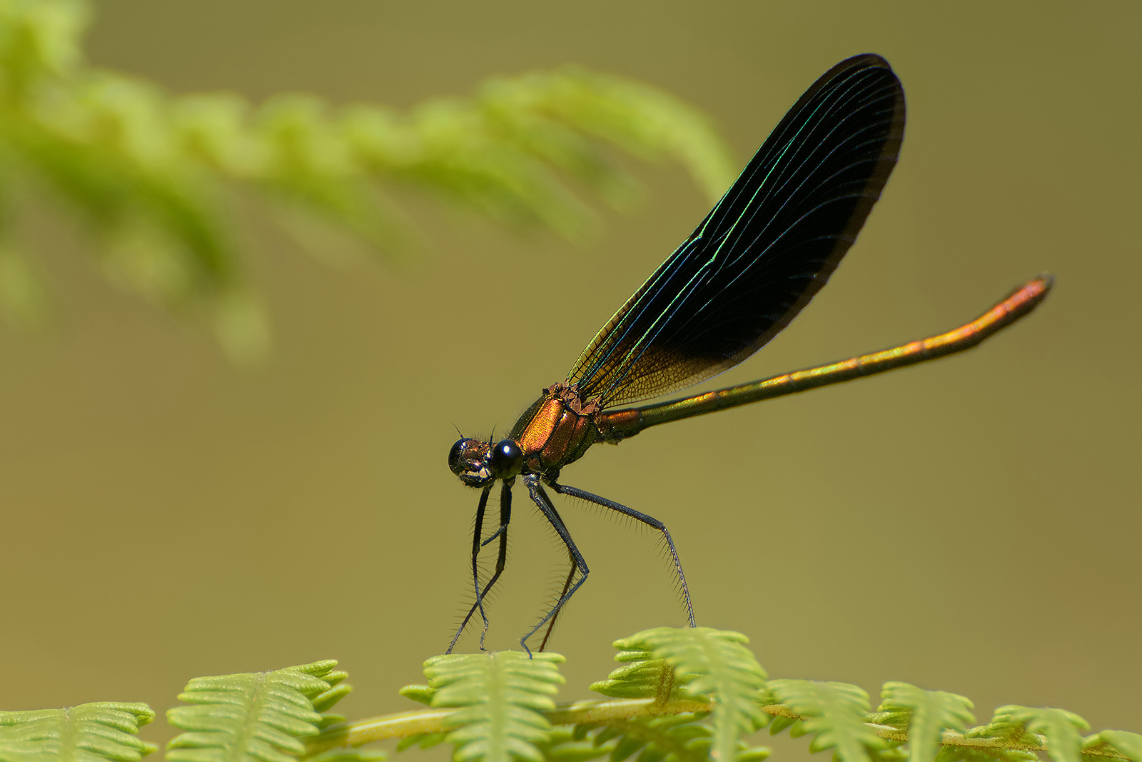 Libellu (Calopteryx Haemorrhoidalis male)