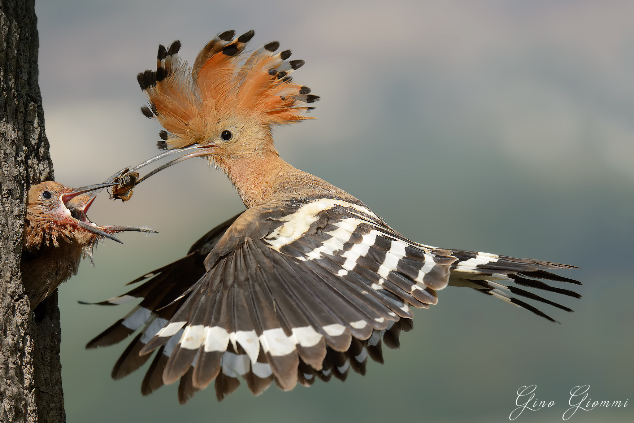 Hoopoe