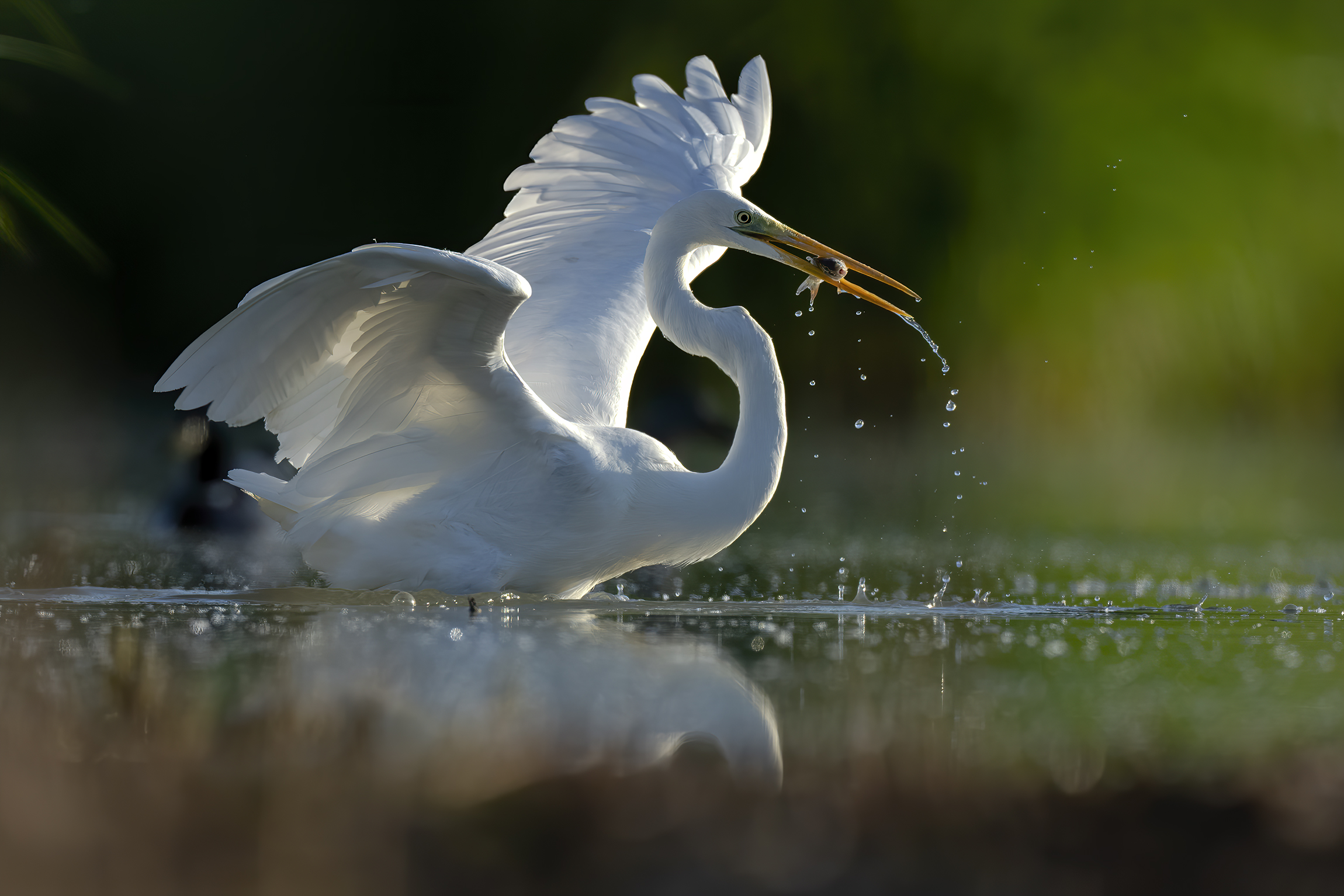 Pescata all'alba del Bianco Maggiore
