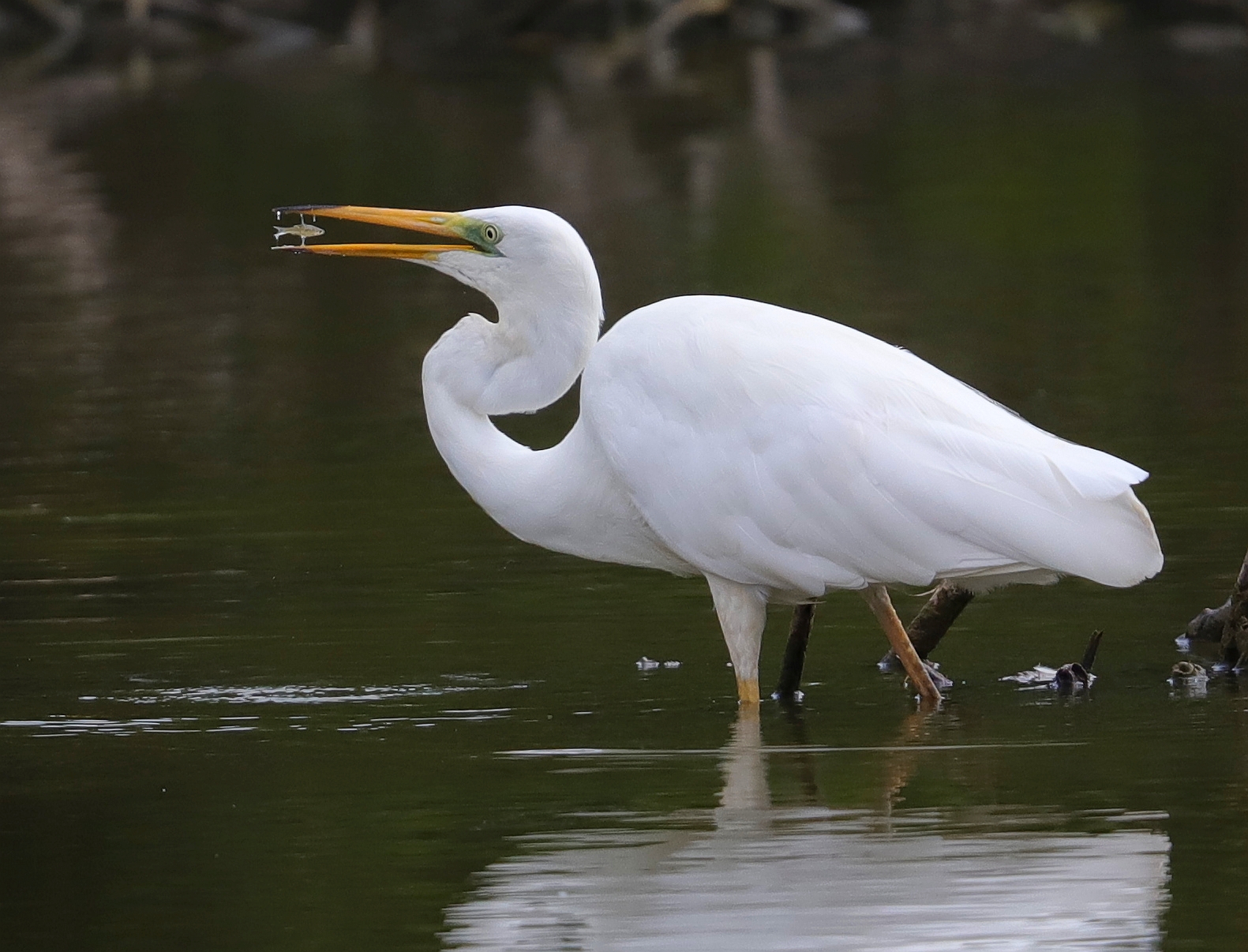 Situazione critica per il piccolo squamato ...