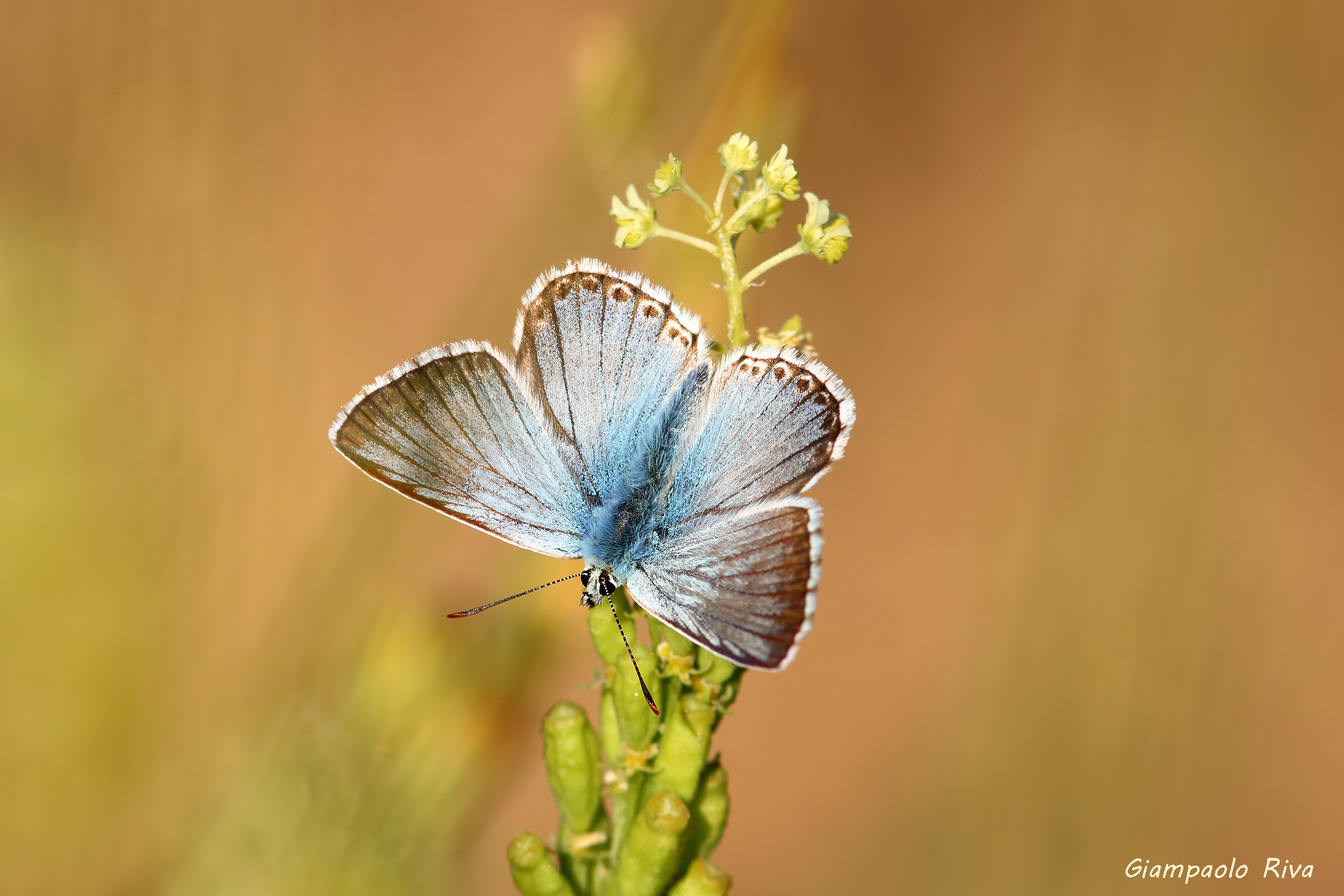Lycenide butterfly on Reseda lutea plant