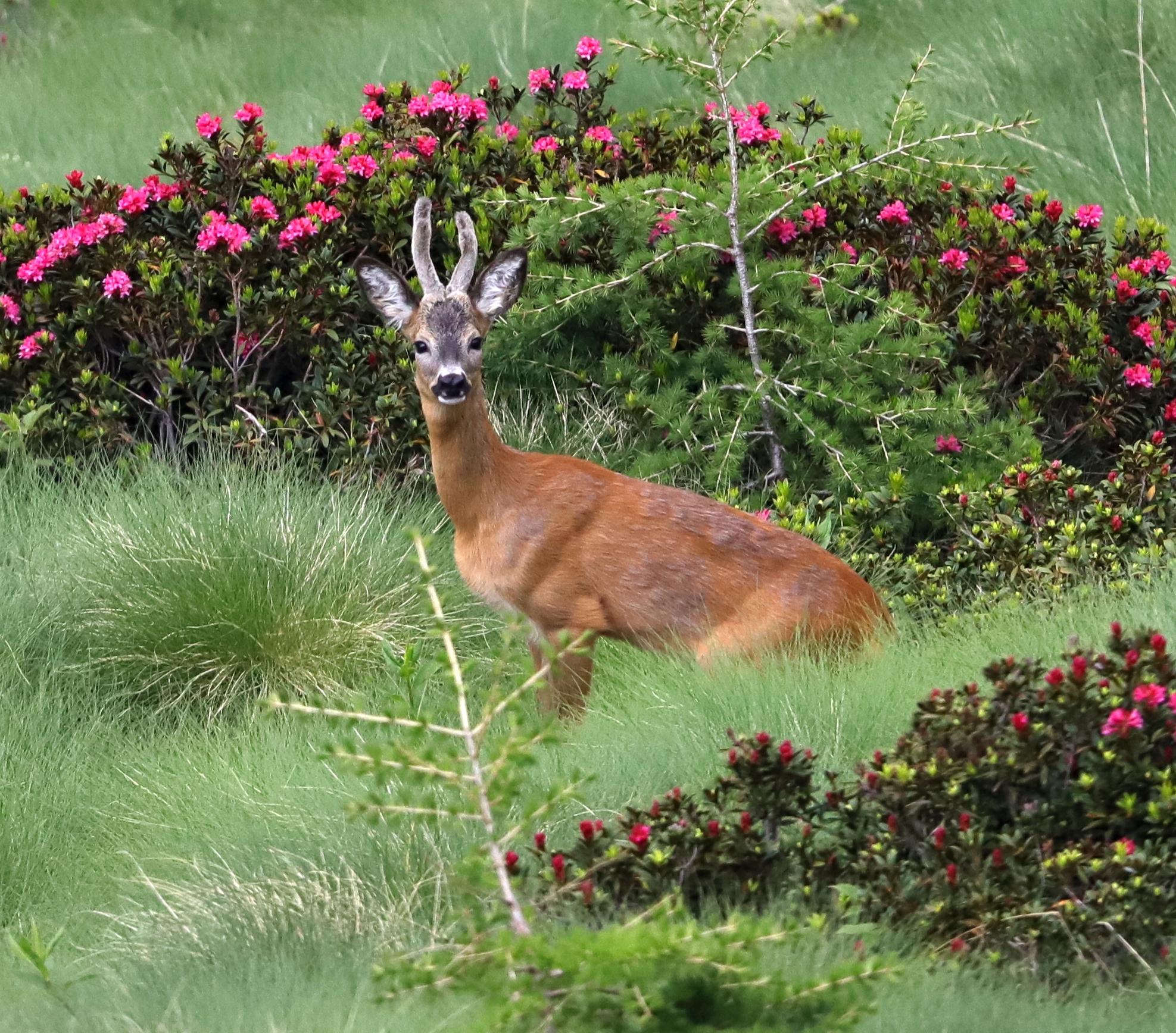 Flora & Fauna - Valle delle messi