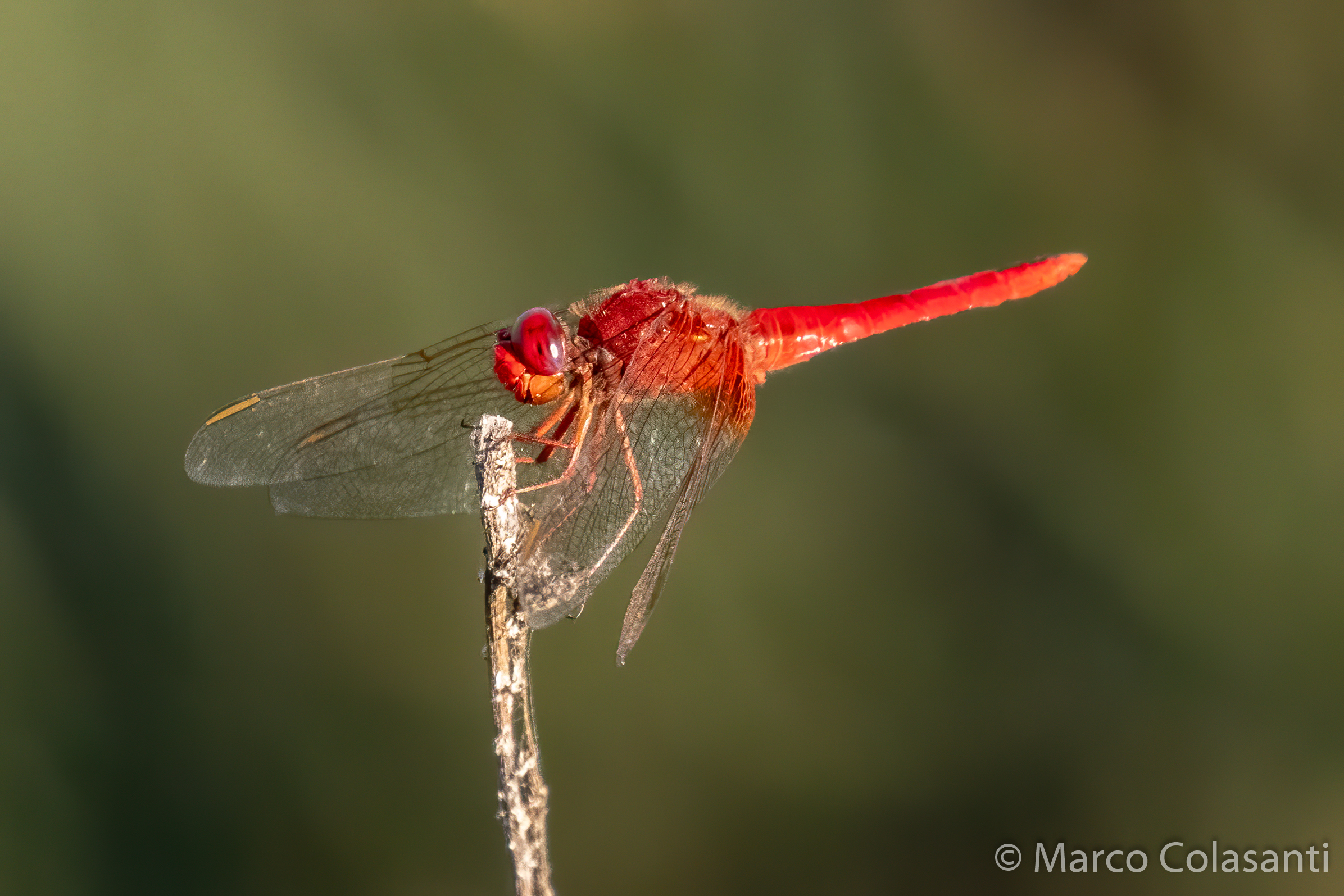 Dragonfly Red Arrow