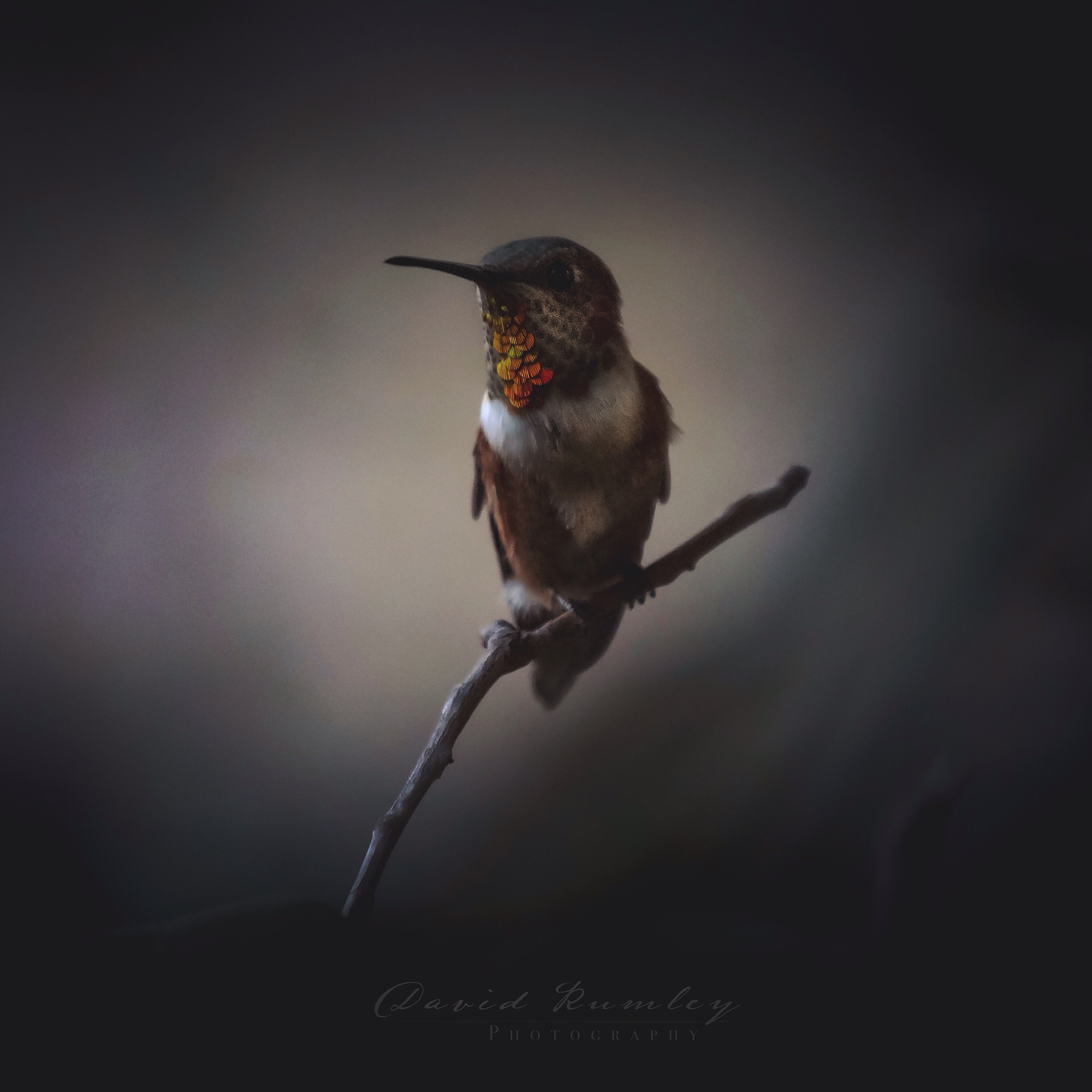 Hummingbird