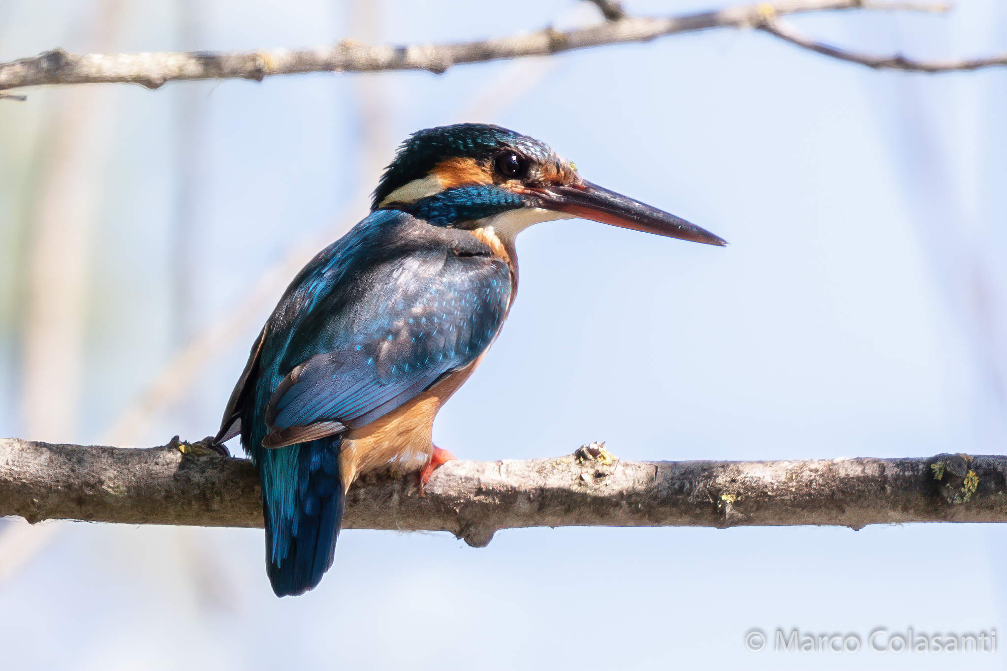 Kingfisher