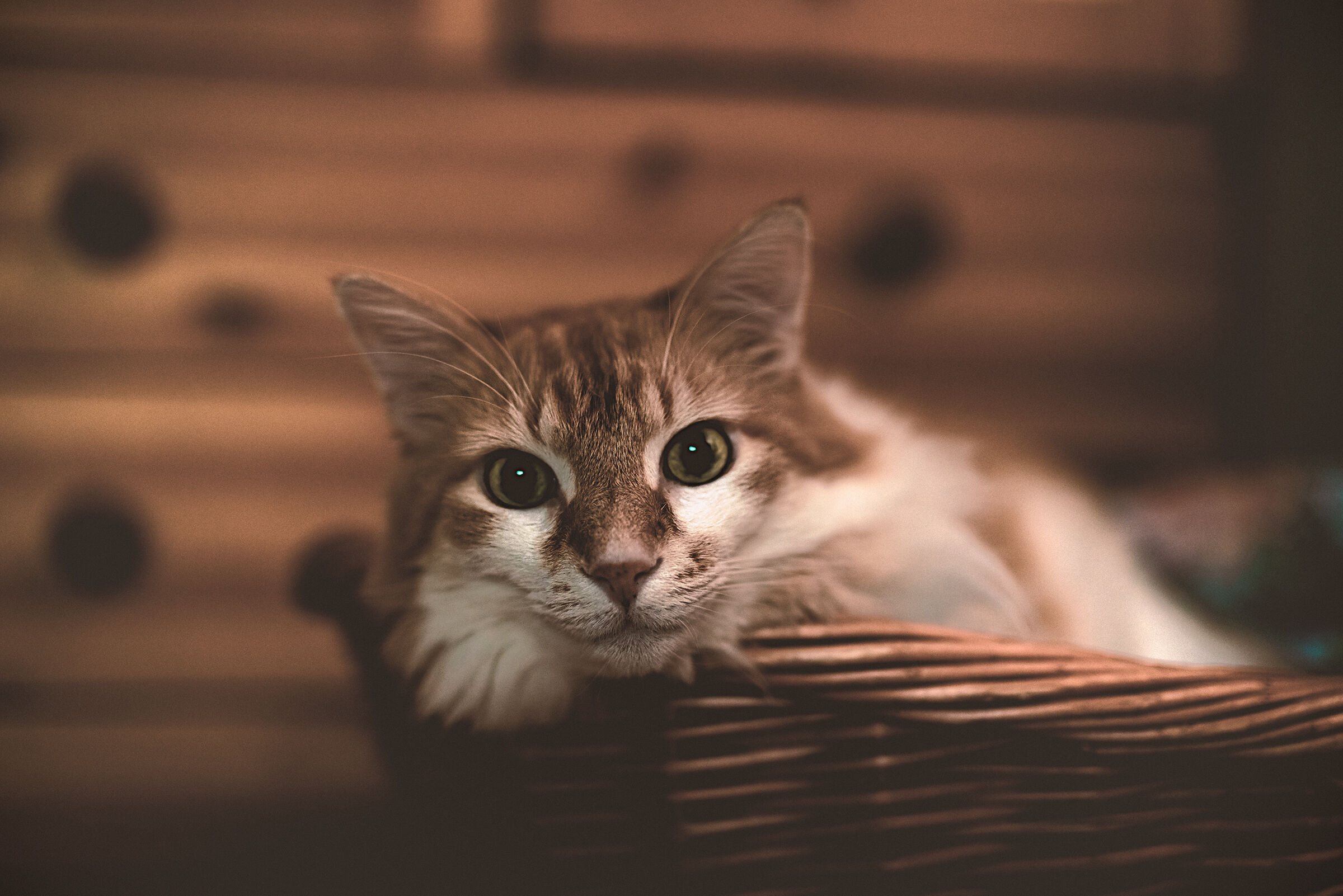 Prima prova del 50mm f 1.4 Star su Gattone