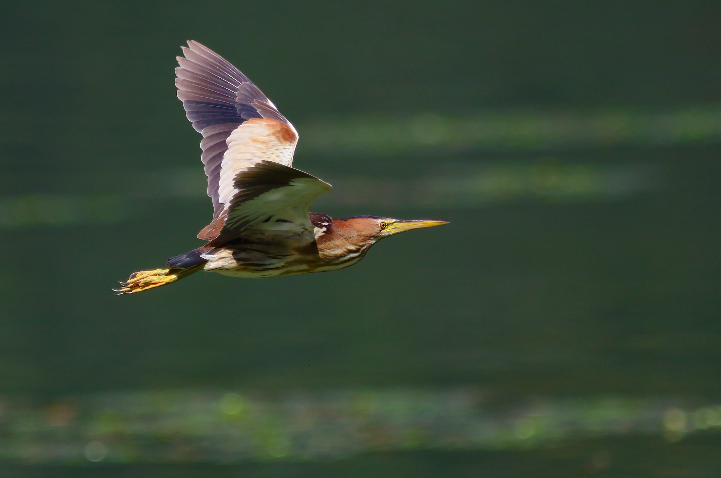 in volo