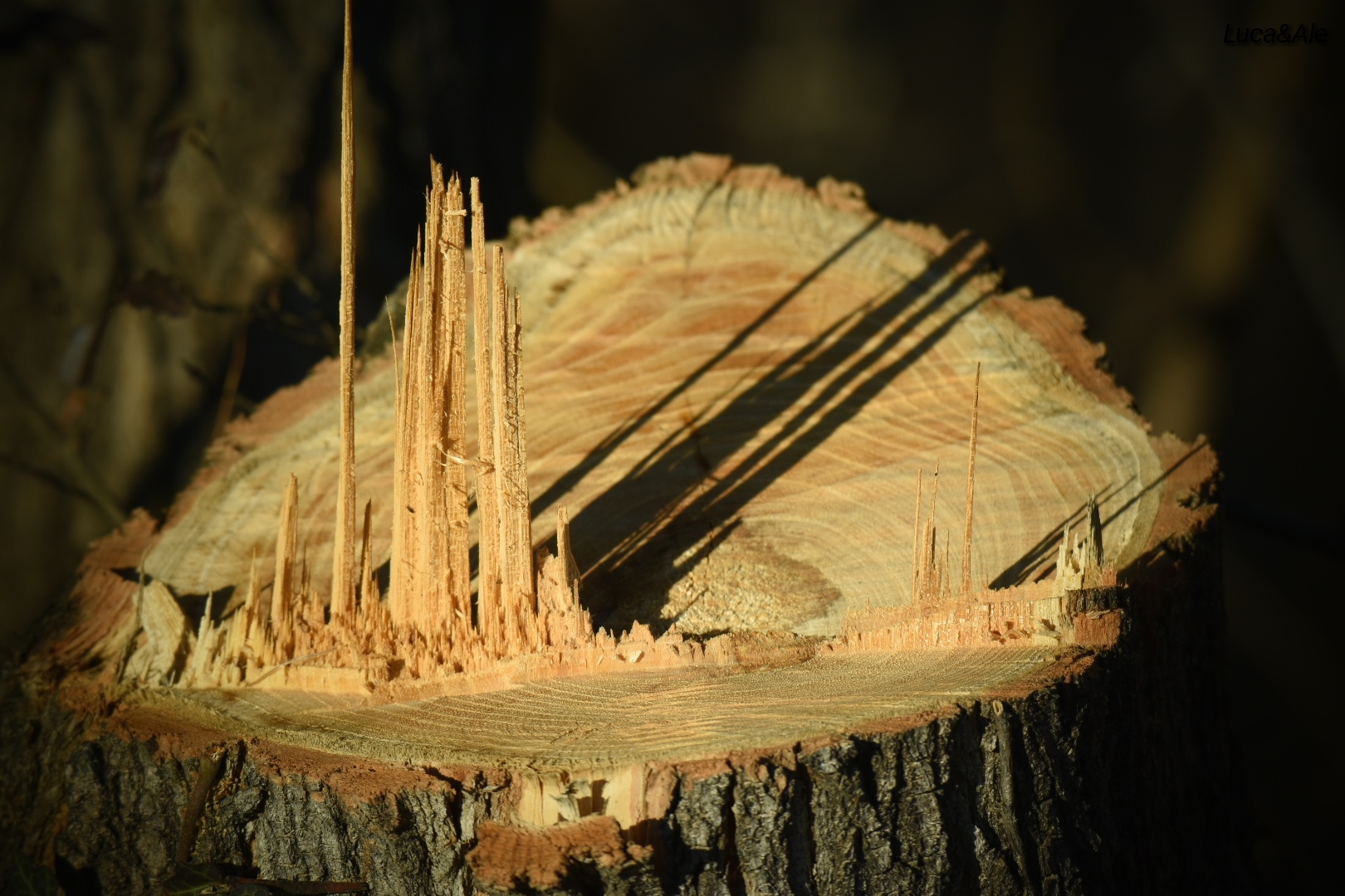 Gioco d'ombre su ceppo