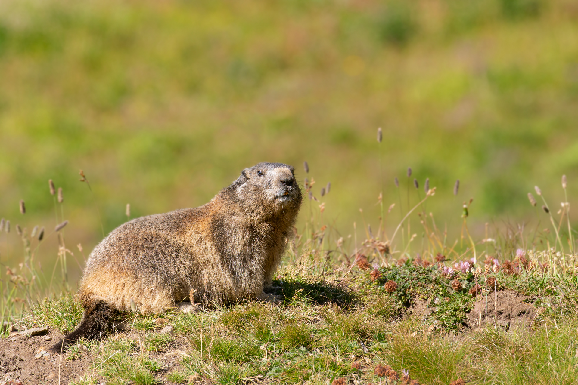Marmotta