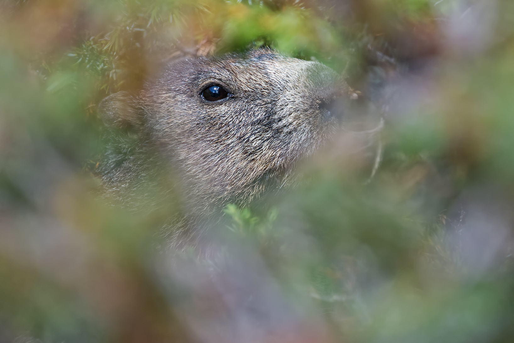cespuglio di ginepro
