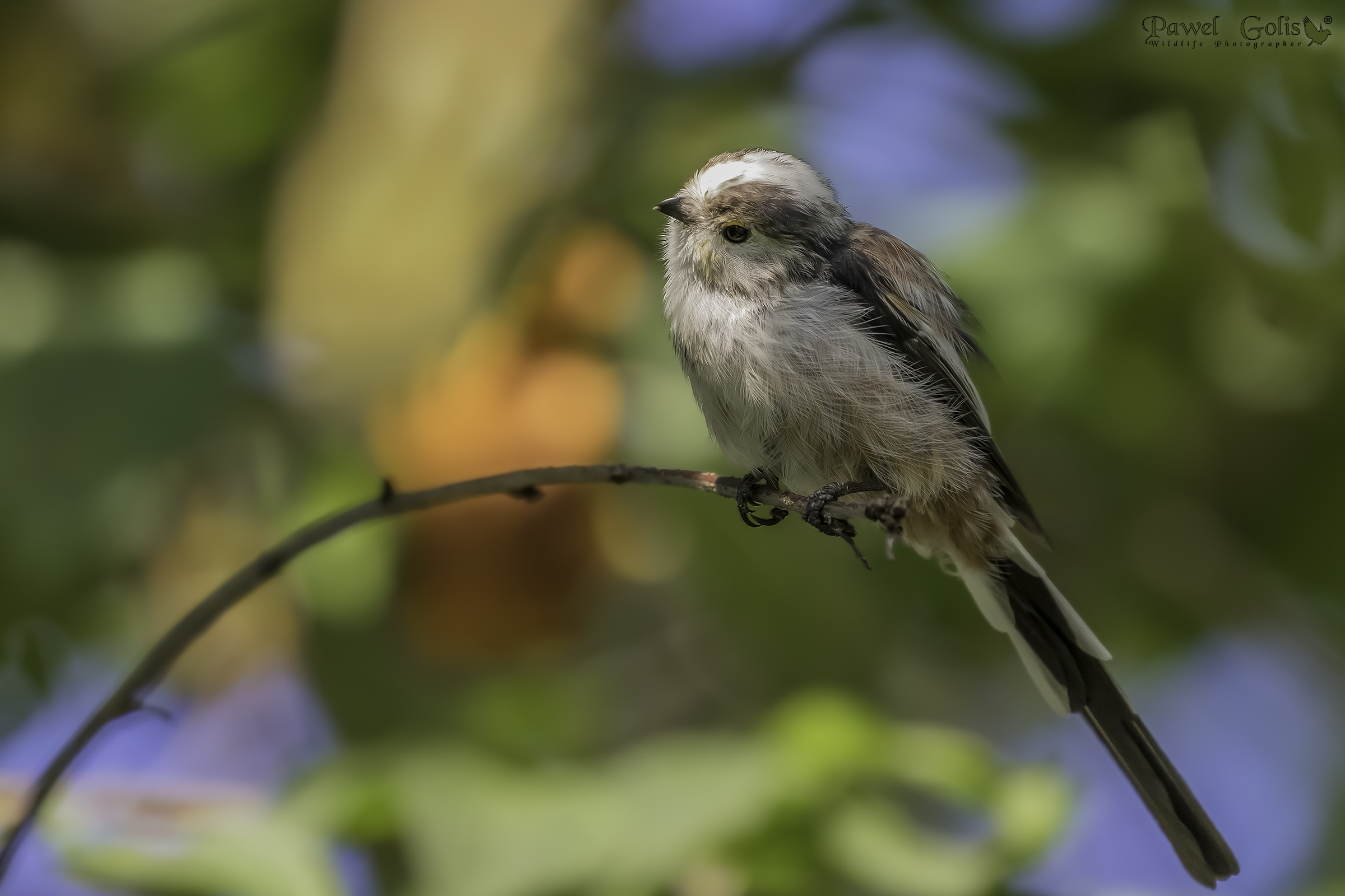 Bushtit dalla coda lunga (Aegithalos caudatus)