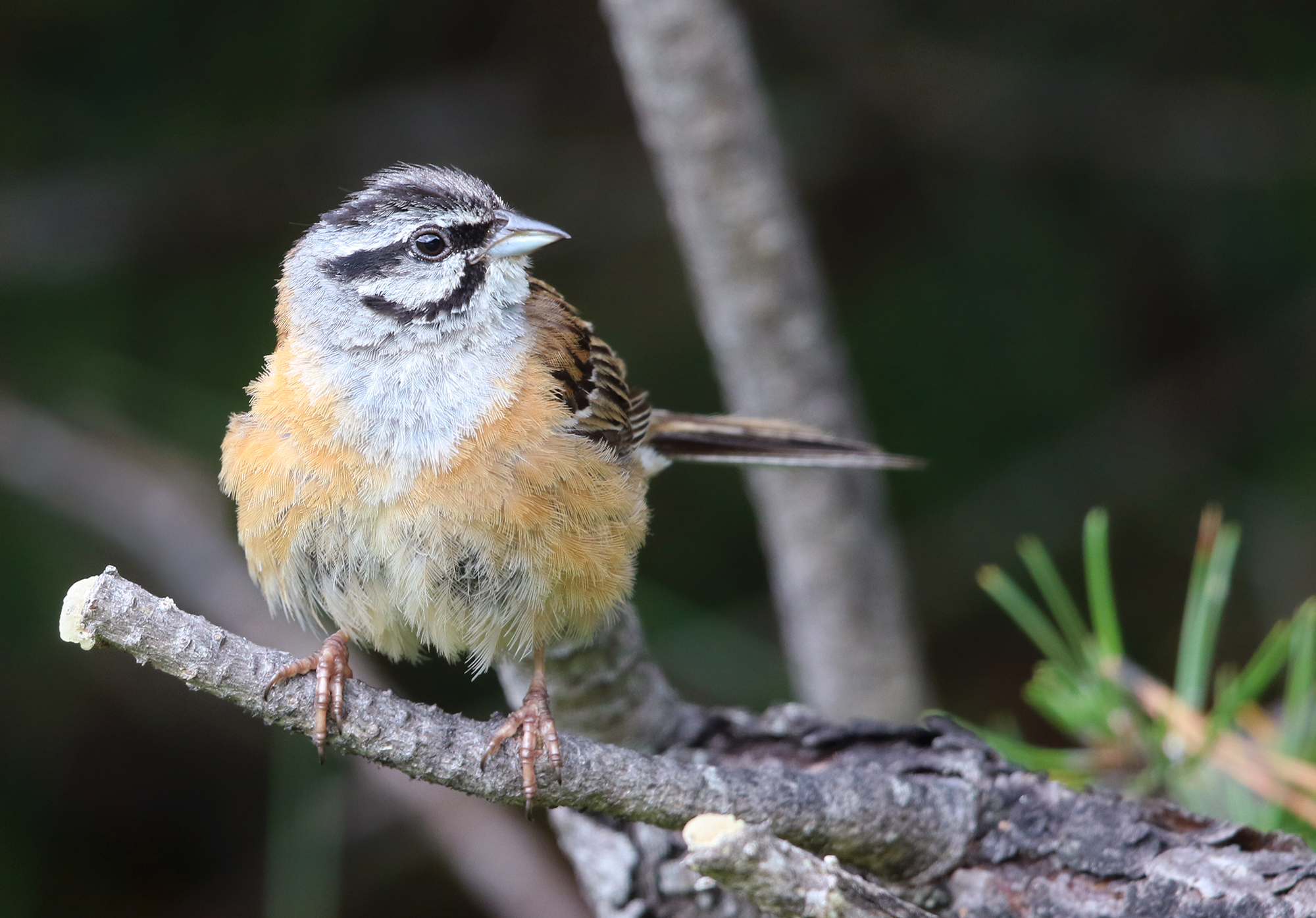 cheekbone muciatto nature