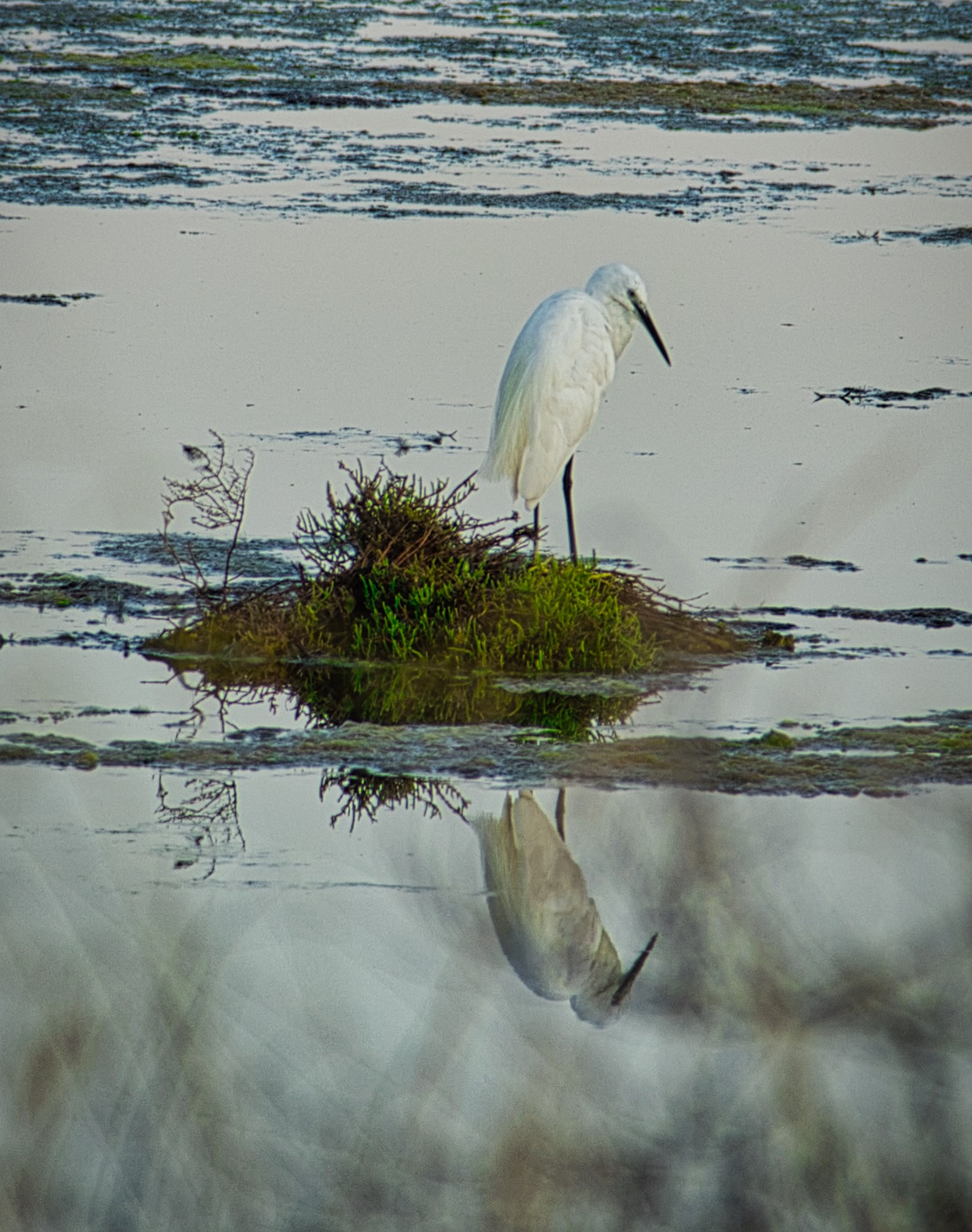 Egretta garzetta
