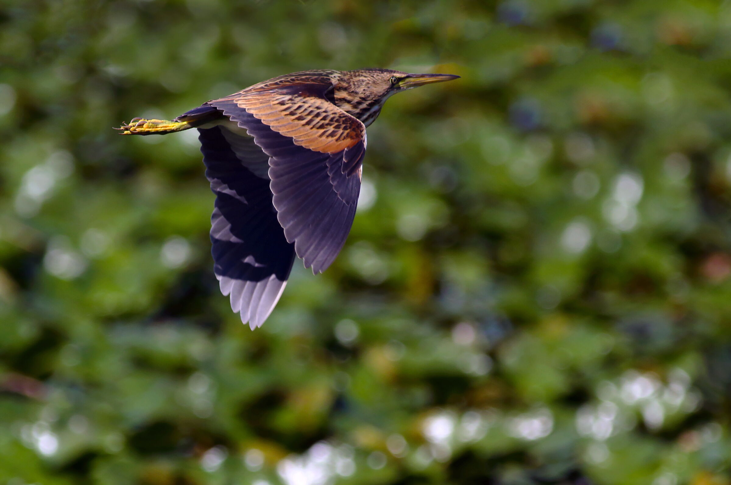 in volo2