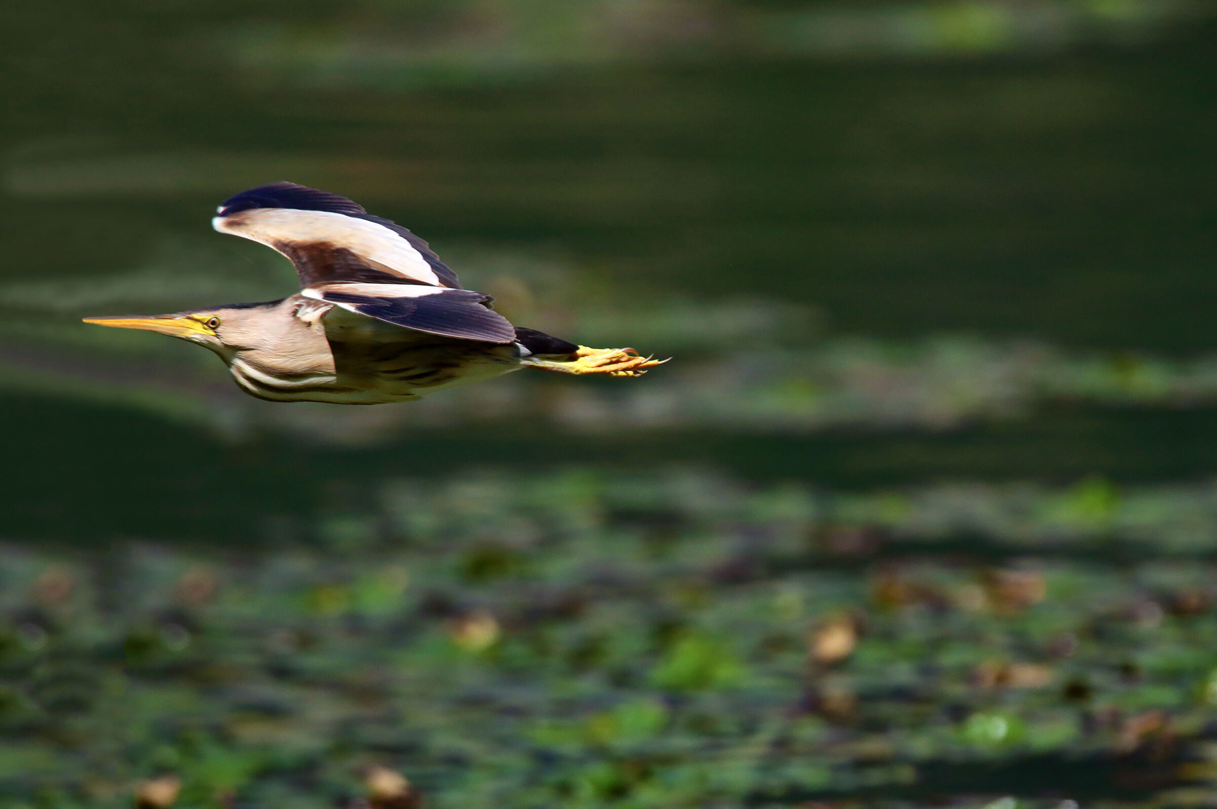 in volo3